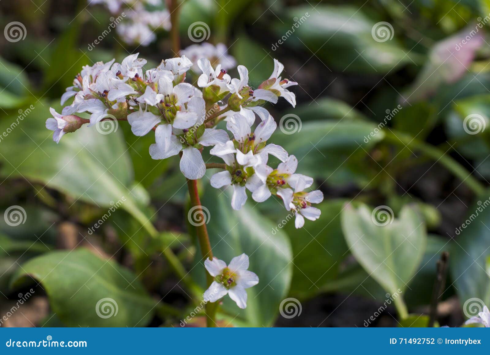 white heartleaf bergenia