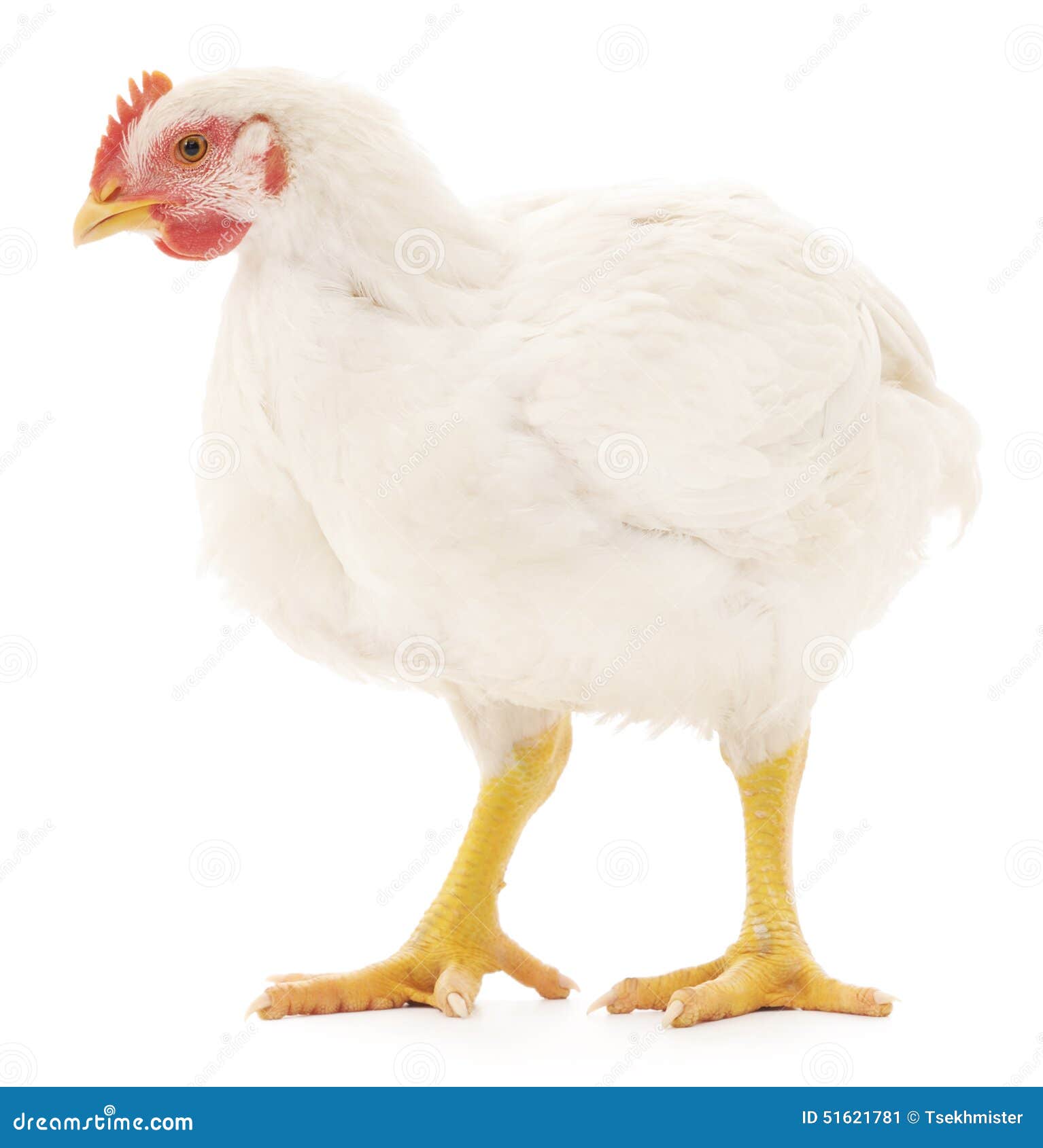 White hen stock image. Image of animals, closeup, bird - 51621781