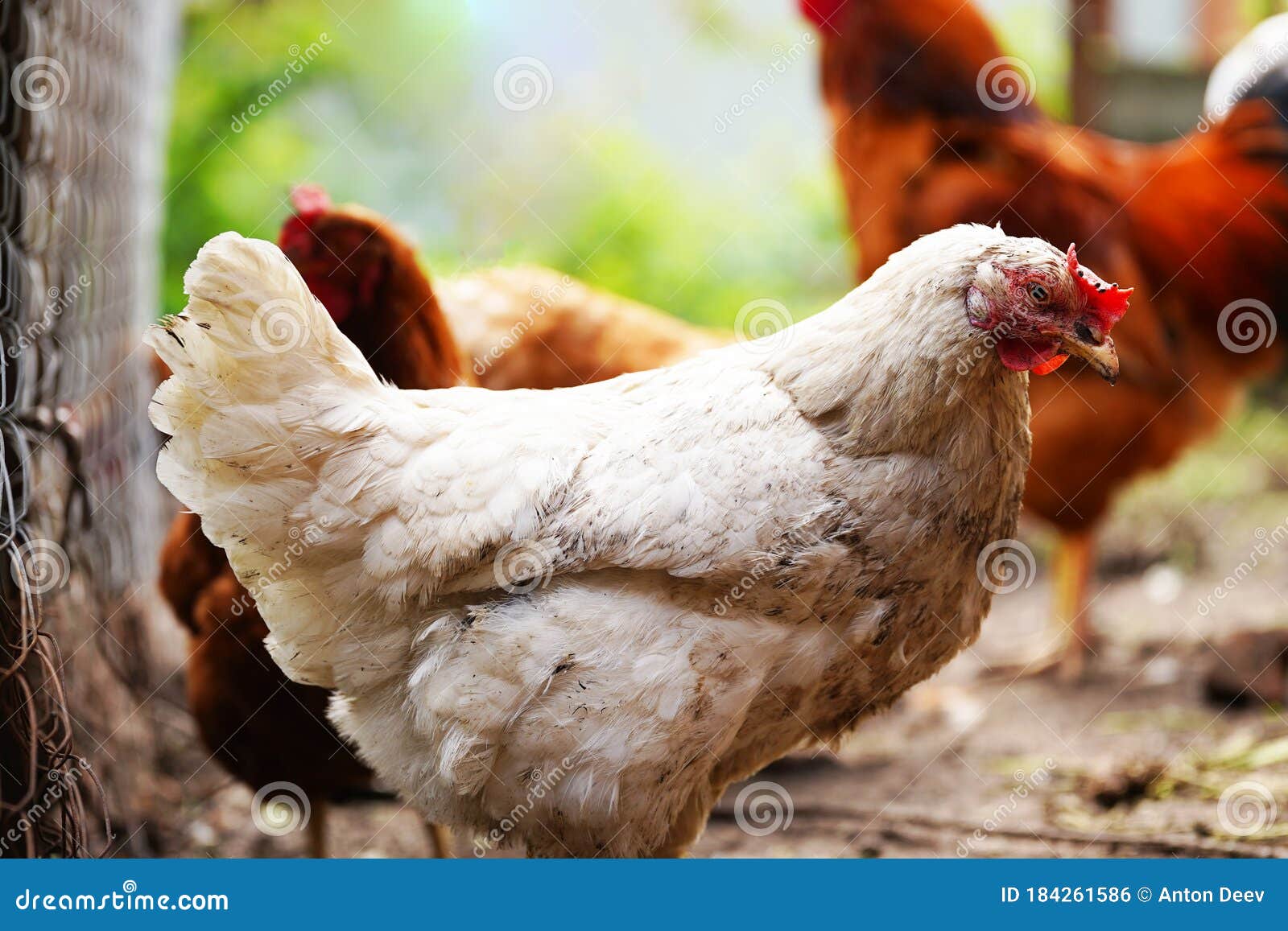 A White Hen Walks in a Pen. Chickens Search for Grain while Walking in