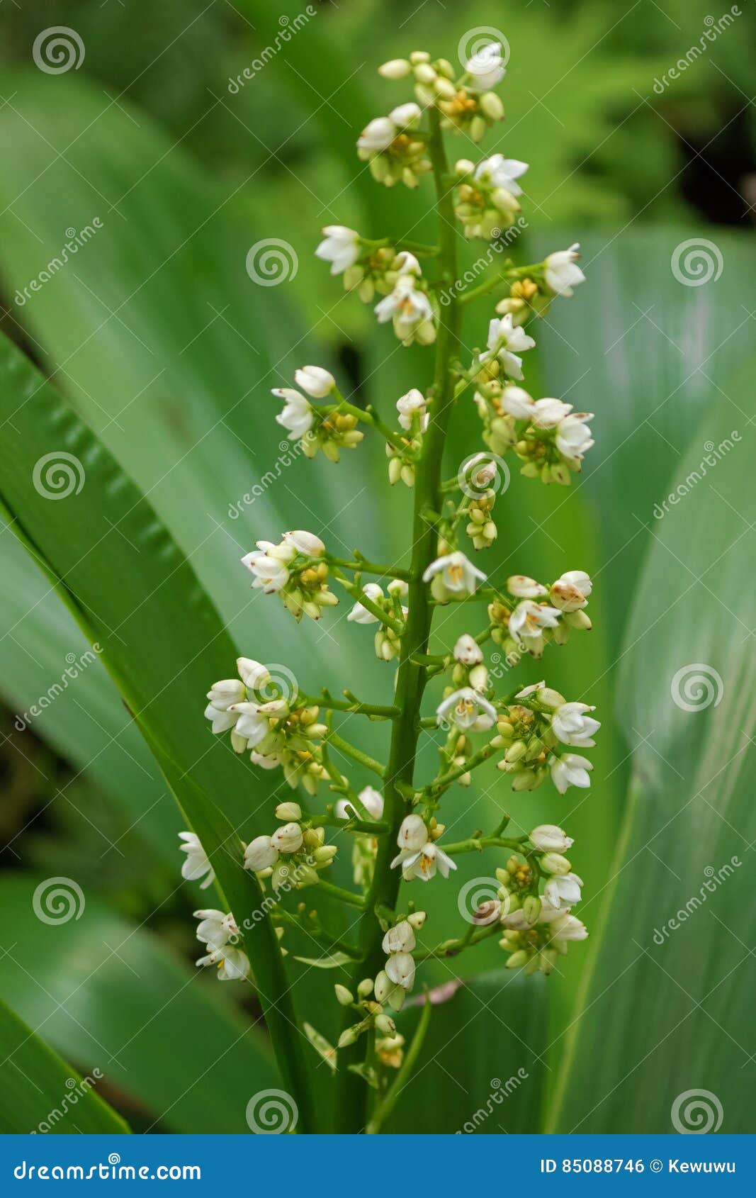 white herbal flower buds of xiphidium caeruleum aubl plant growing in singapore.
