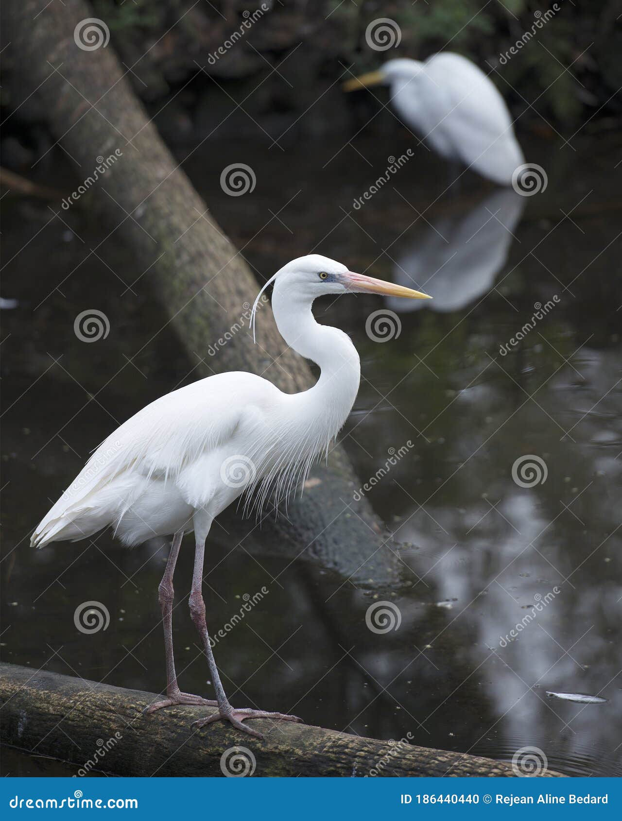 white heron bird stock photos.  great white heron bird profile view. image. portrait. picture. standing on a log by the water.