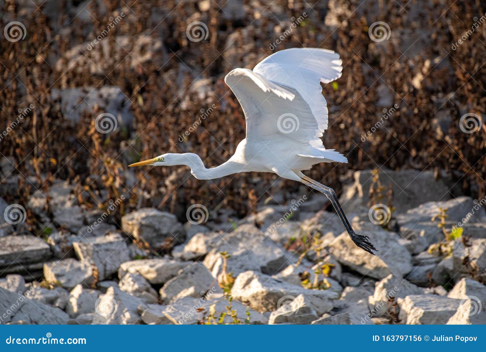 white heron flying over the beach water ardea alba, pelecaniforme ardeidae