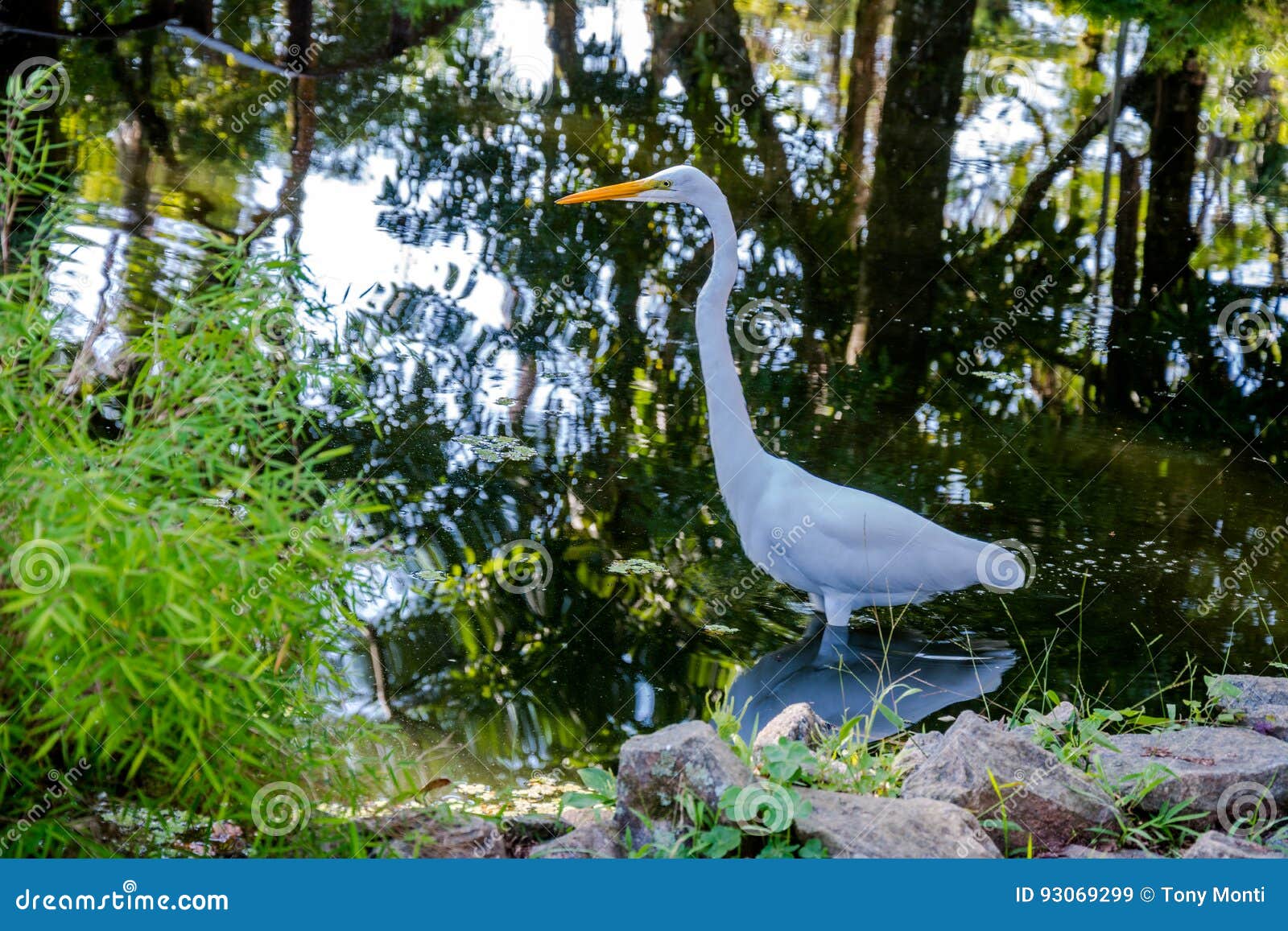 White heron on a lake stock image. Image of green, stone 93069299