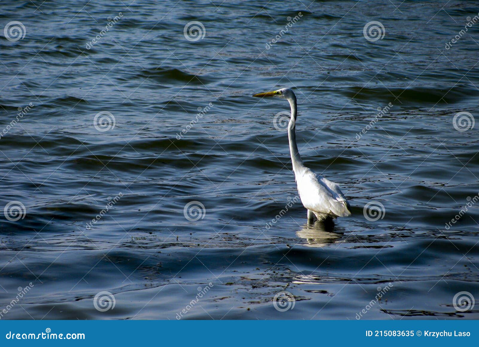 White heron in the lake stock image. Image of pond, great 215083635