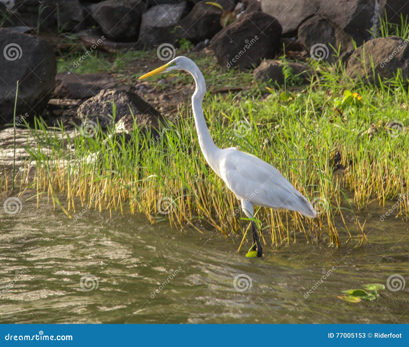 White heron in a lake stock image. Image of plumage, herodias 77005153