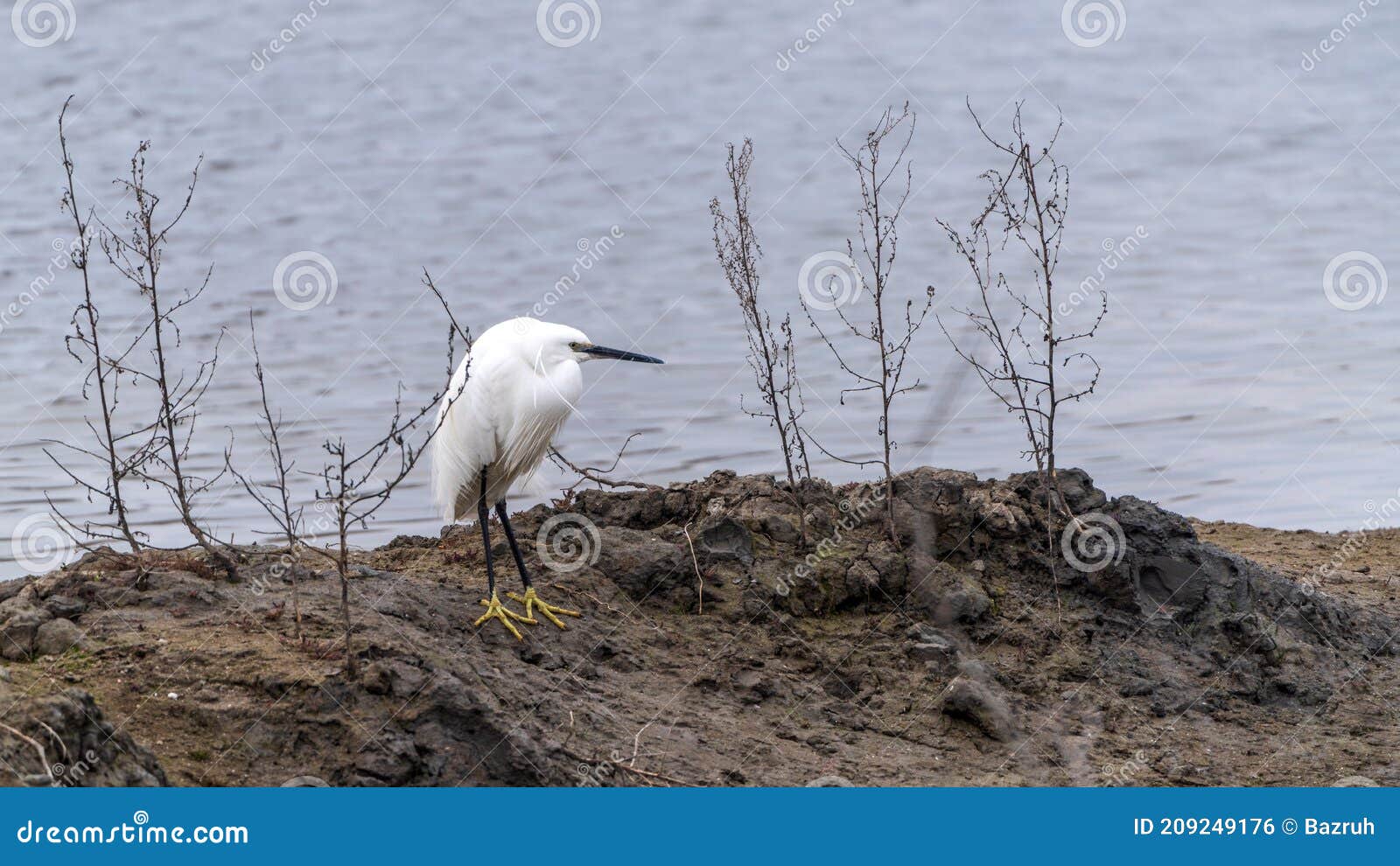 White heron on the lake stock photo. Image of beautiful 209249176