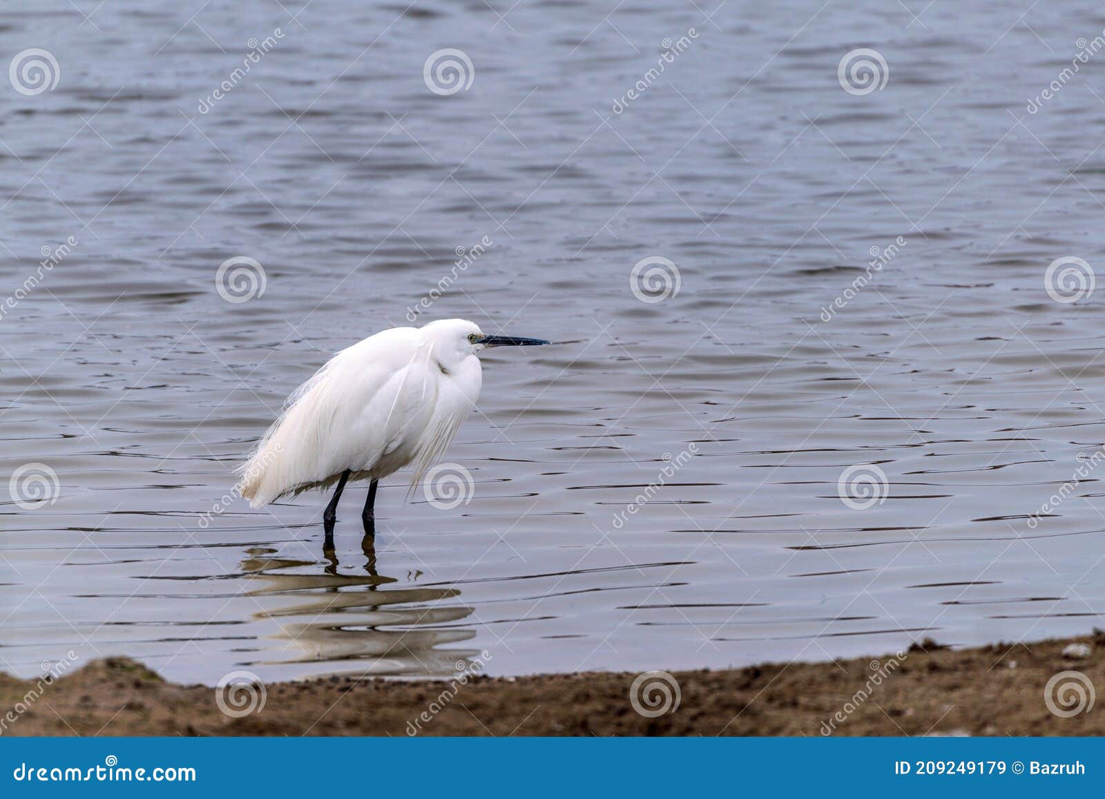 White heron on the lake stock image. Image of pond, animal 209249179