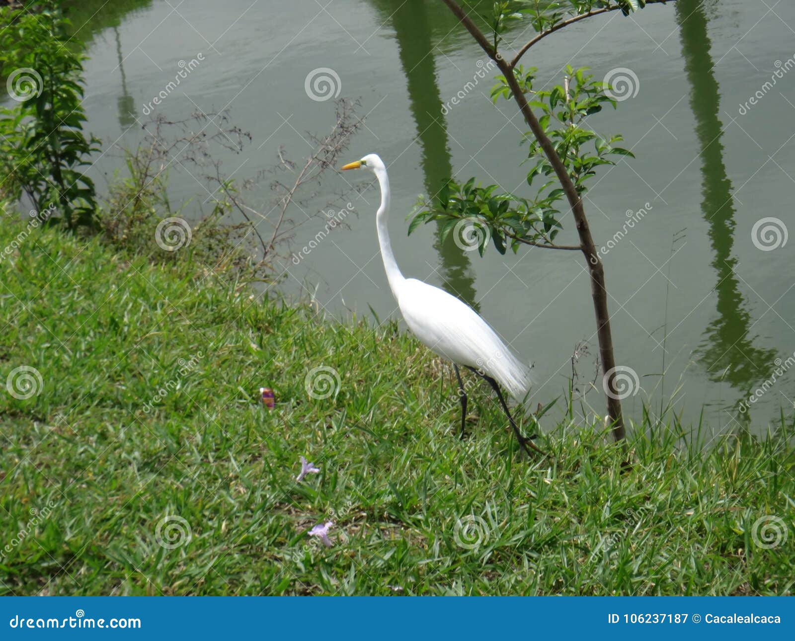 white heron on the lake shore