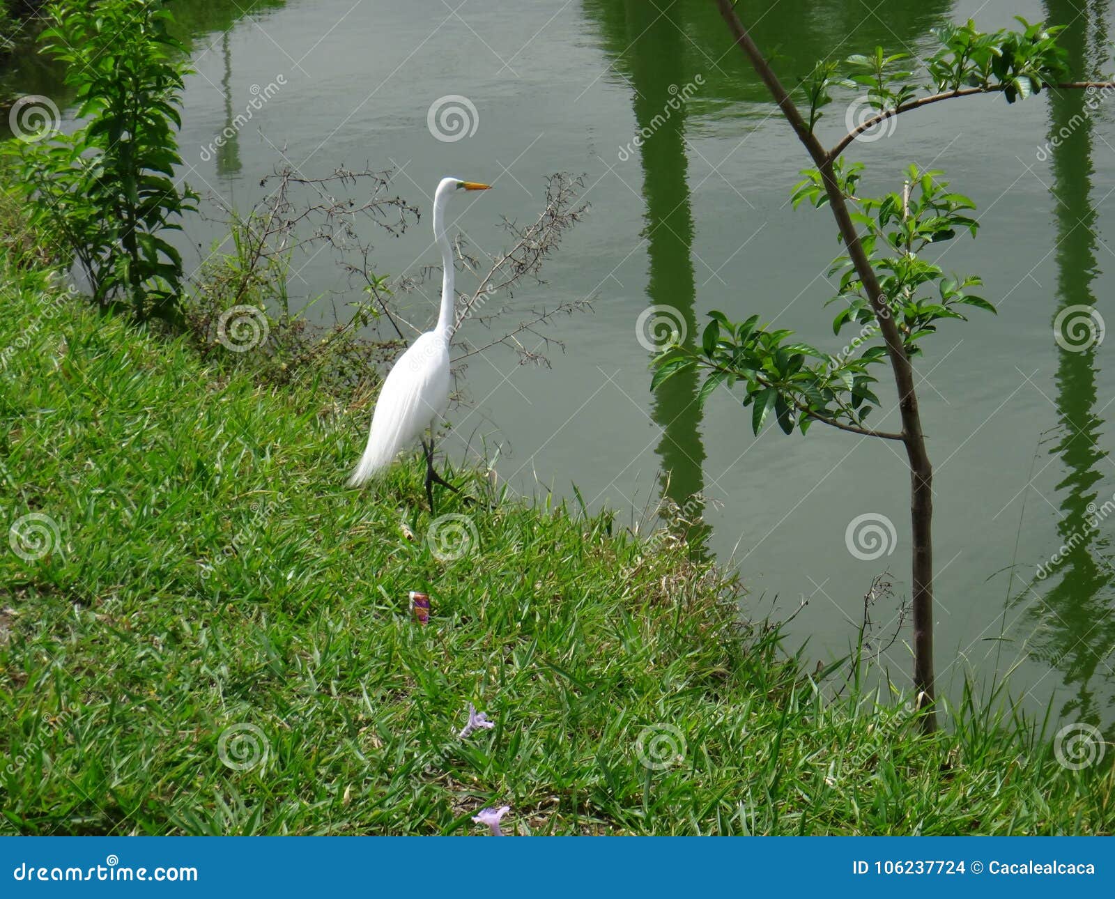 white heron on the lake shore