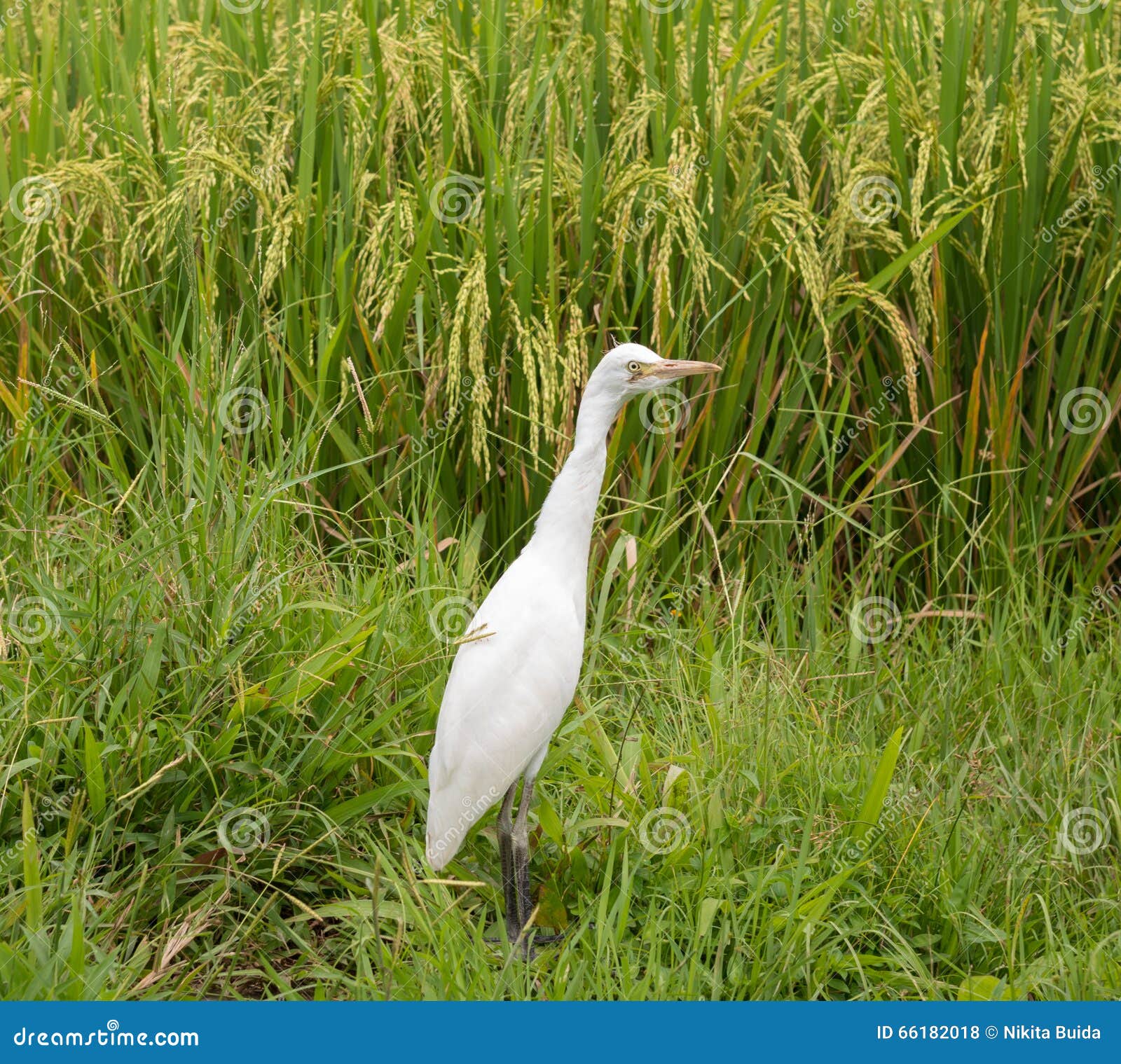White heron on rice field stock photo. Image of animal 66182018
