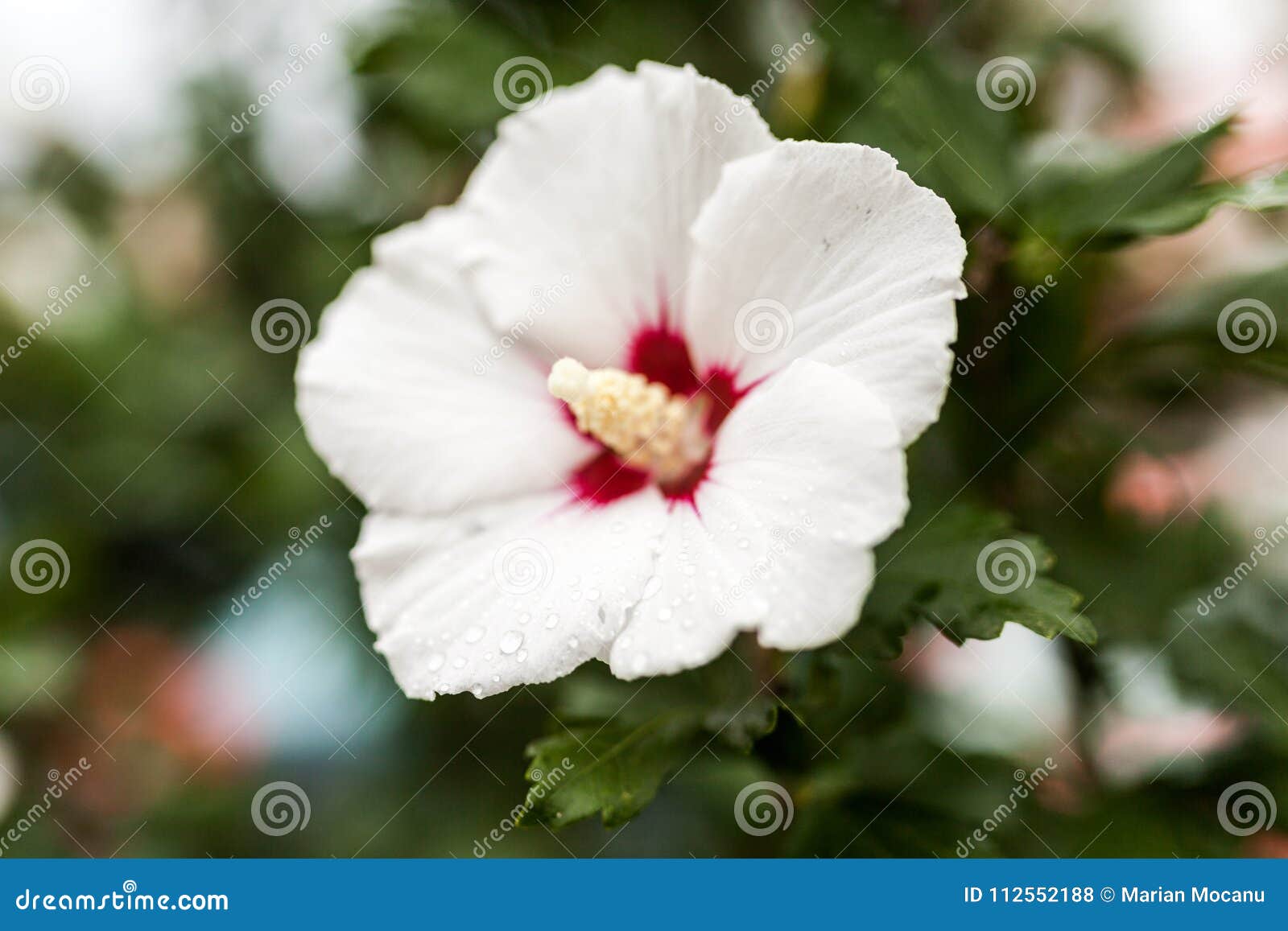 A white hibiscus flower stock photo. Image of ecology 112552188