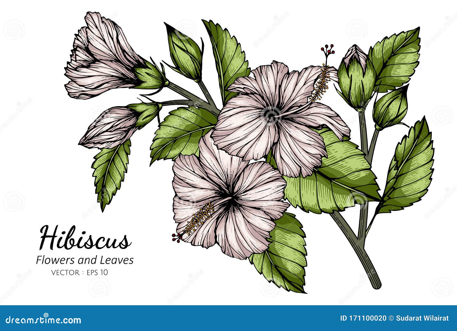 Sketch of a flower with leaves Royalty Free Vector Image