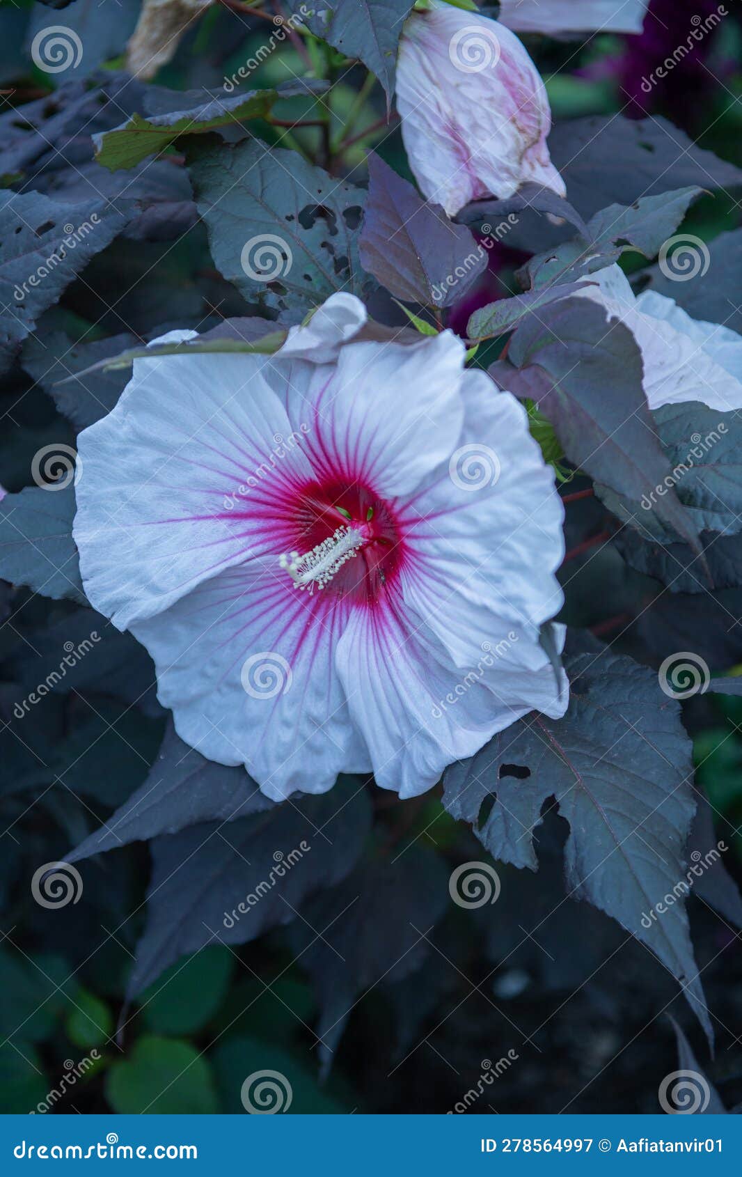 White Hibiscus Flower with Red Center High Resolution Image Stock Image