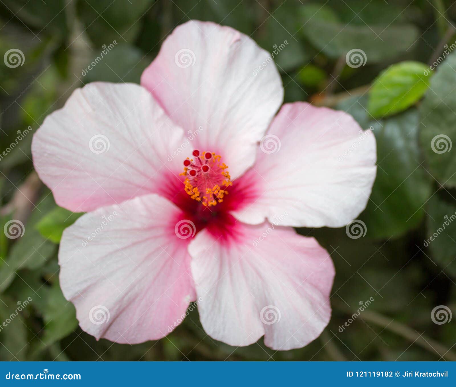 My Image 3