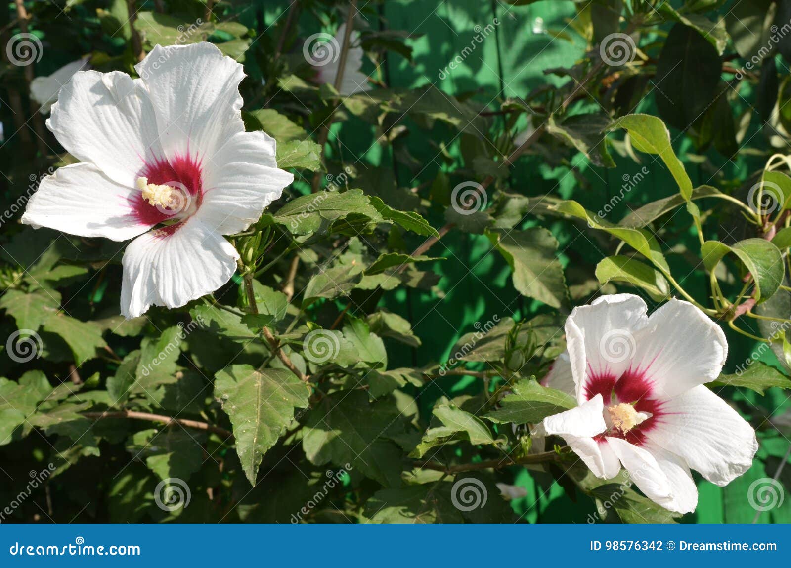 White hibiscus stock photo. Image of beautiful, nature 98576342