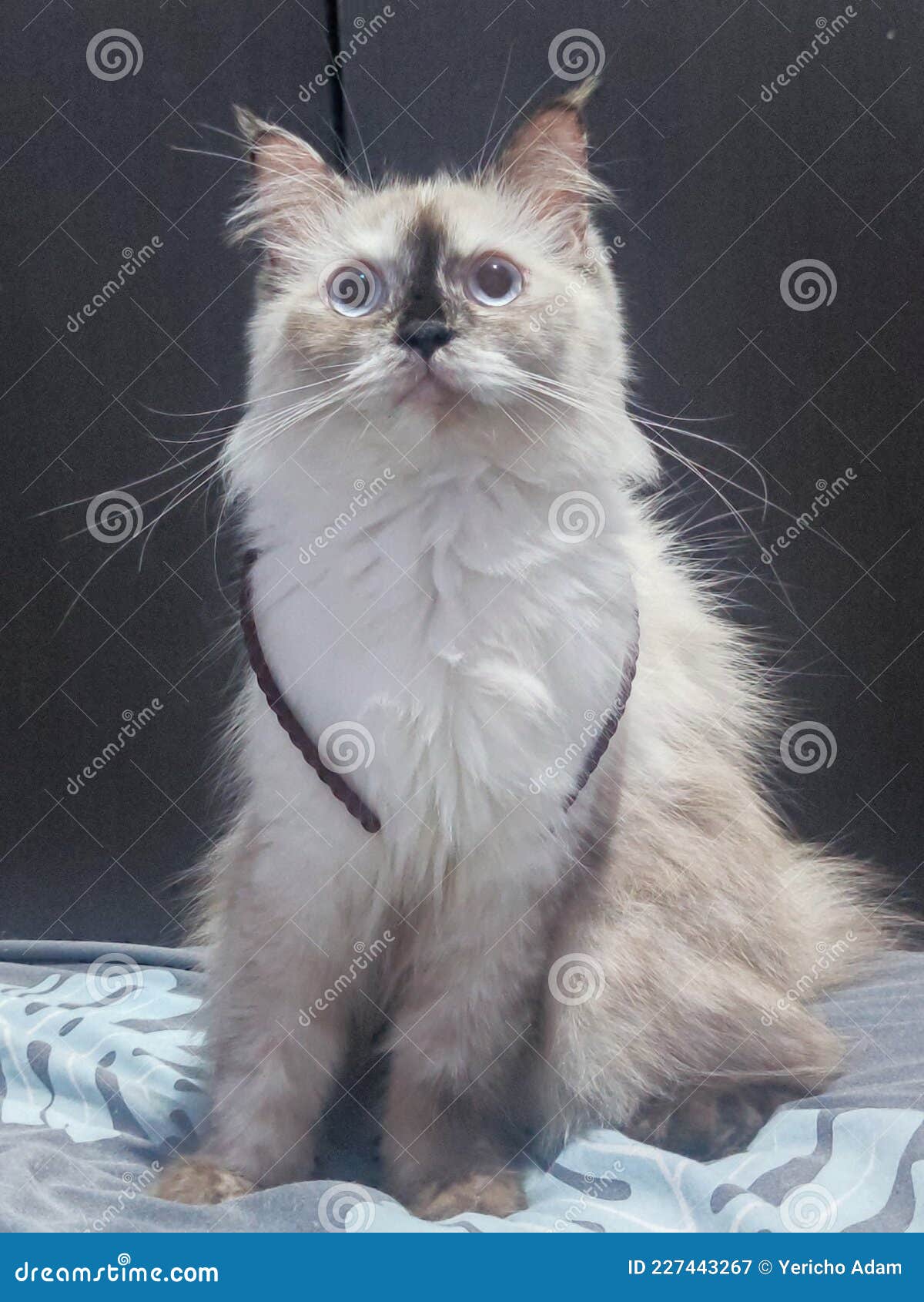 white himalayan cat with bando
