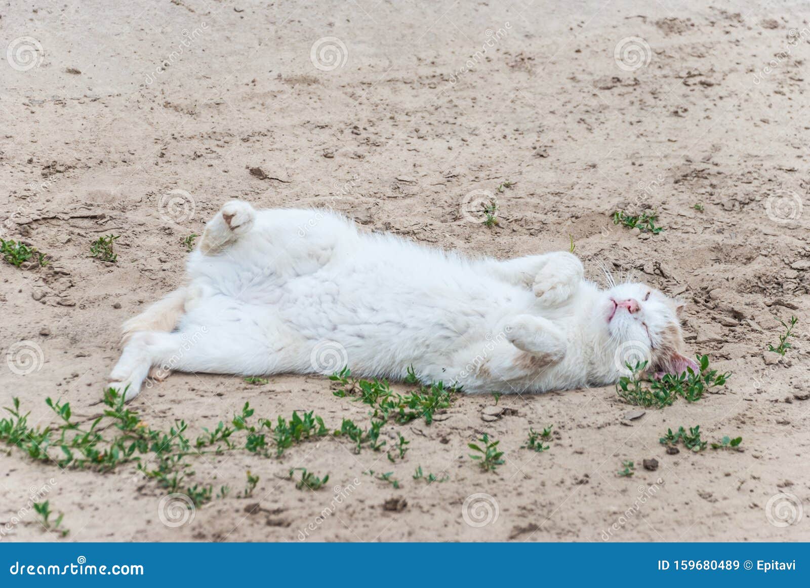 dead white cat