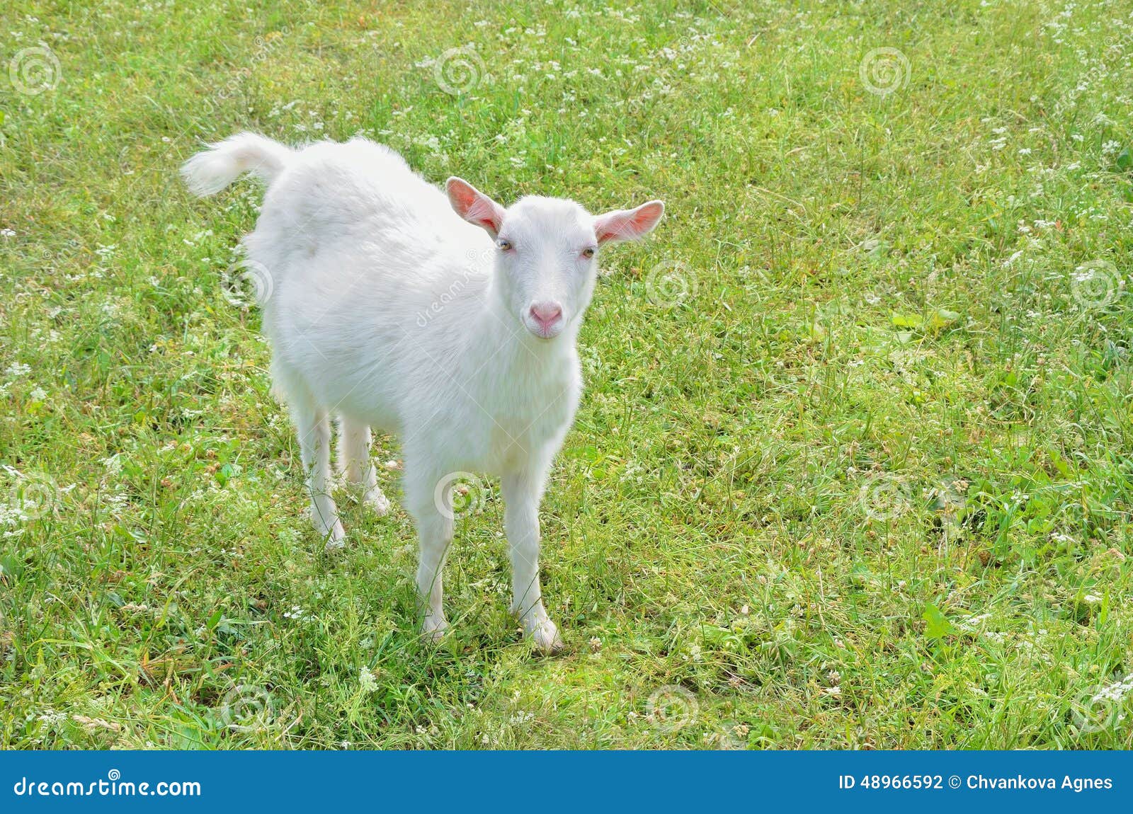 White hornless goat stock photo. Image of meadow, dairy 48966592