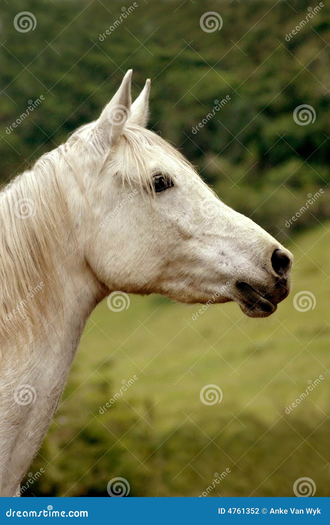 Horse white stock photo. Image of horses, outside, animals 4761352