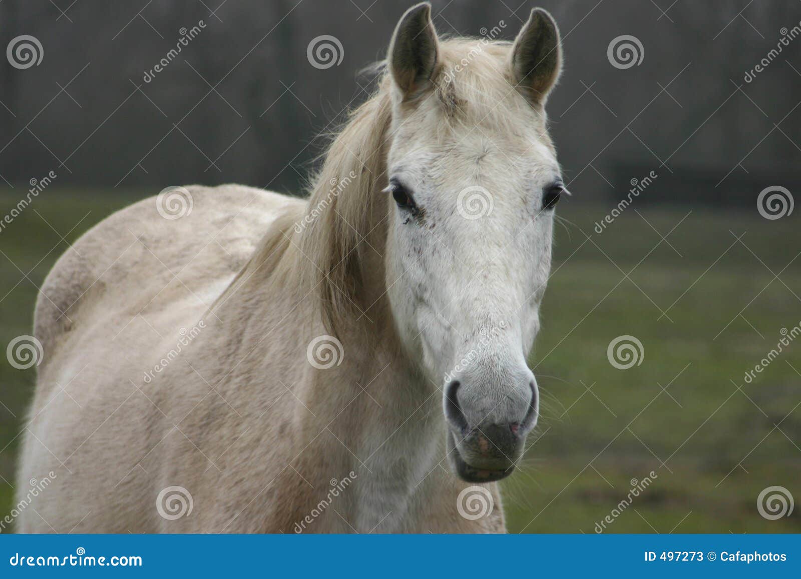 white horse