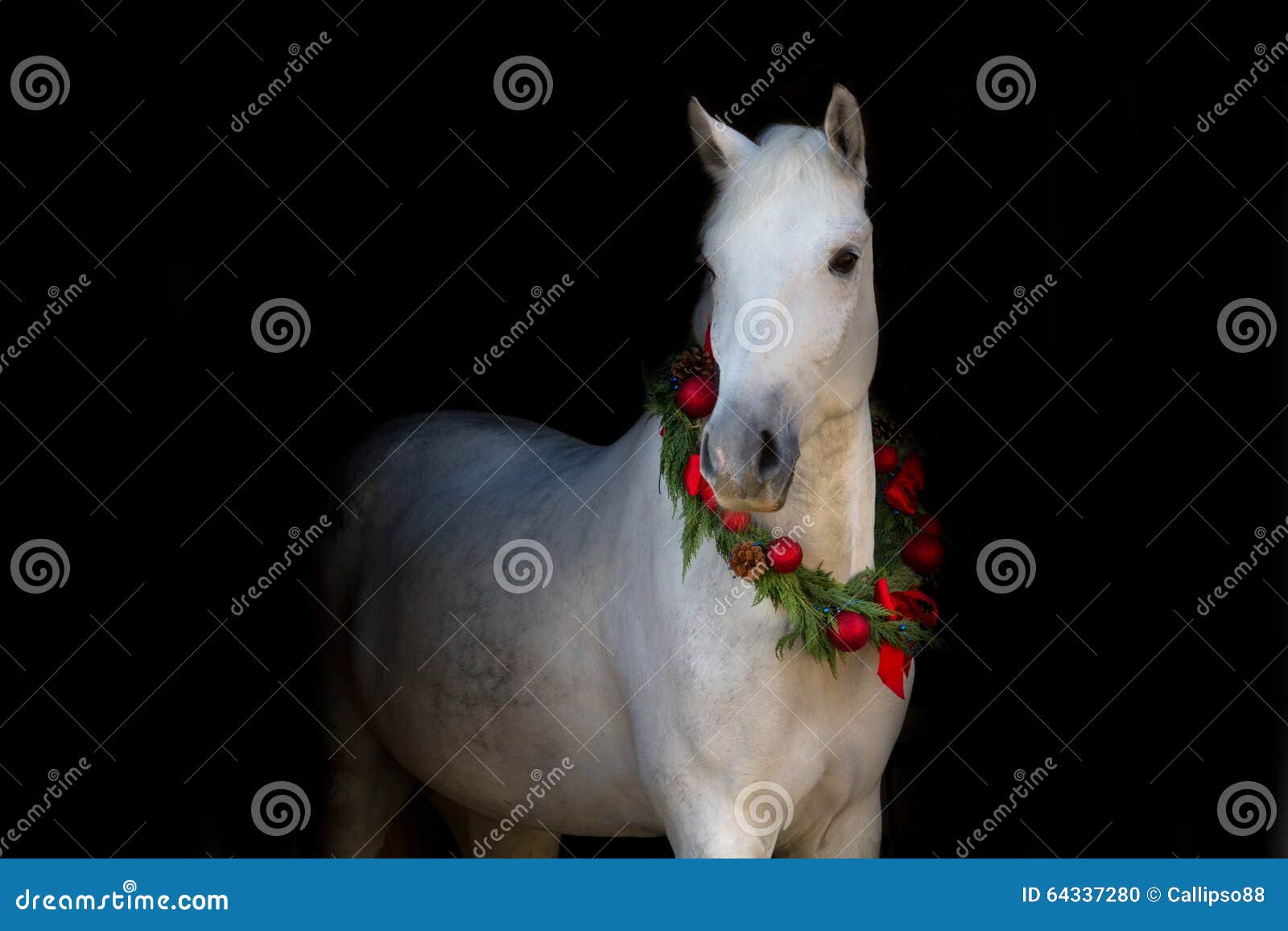 White horse on black. Christmas image of a white horse wearing a wreath and a bow on black background