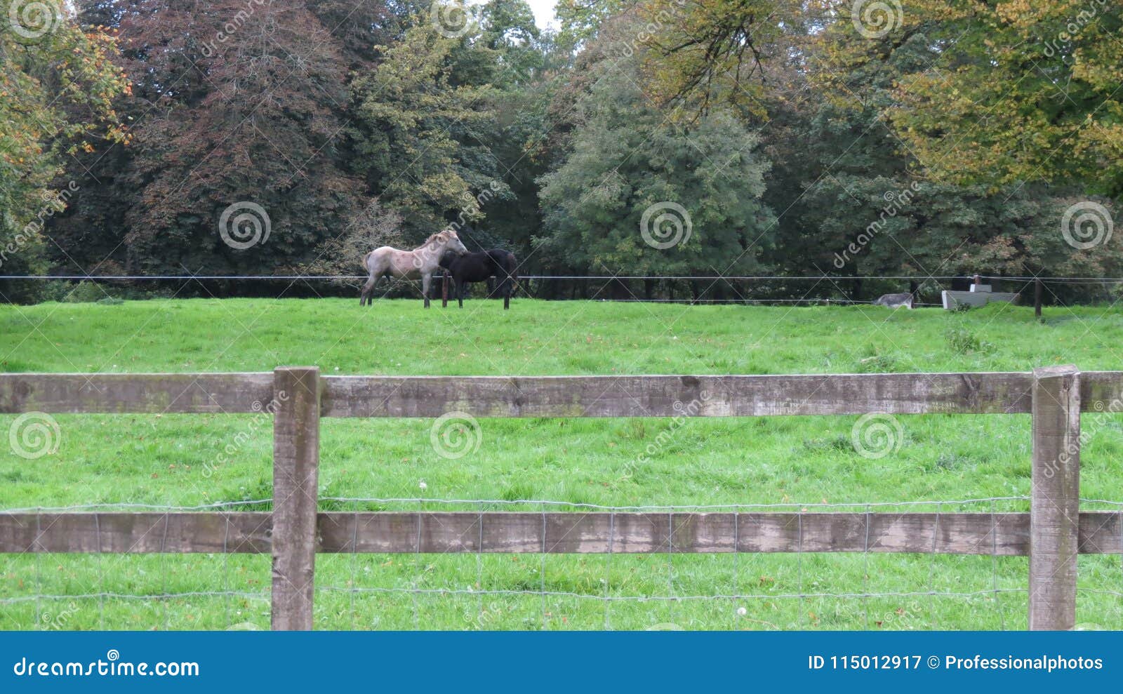 horses necking on a field of grass