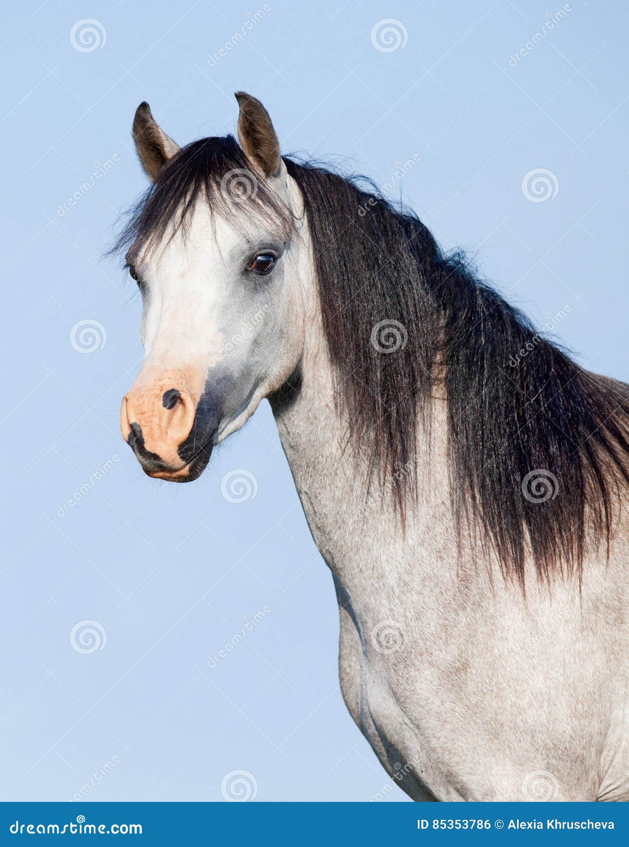 White Horse with Black Mane on Blue Background Stock Photo Image of