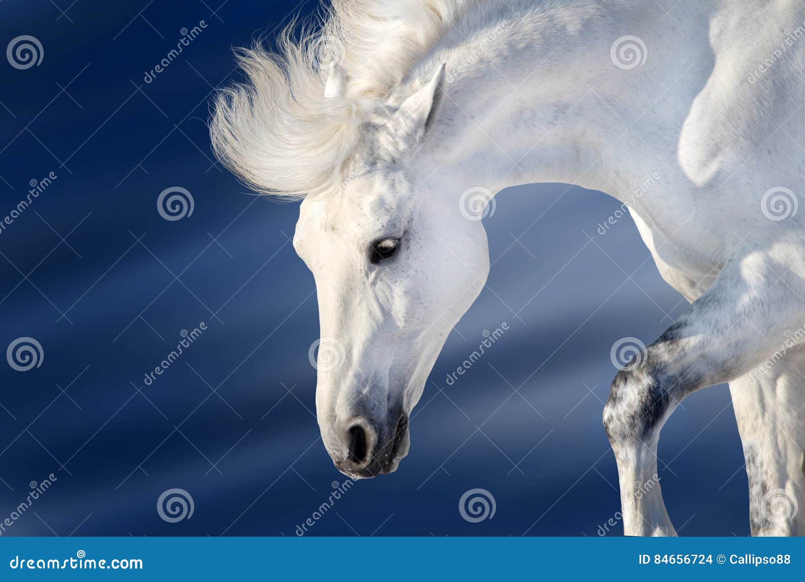 White Horse on Blue Background Stock Photo Image of beauty