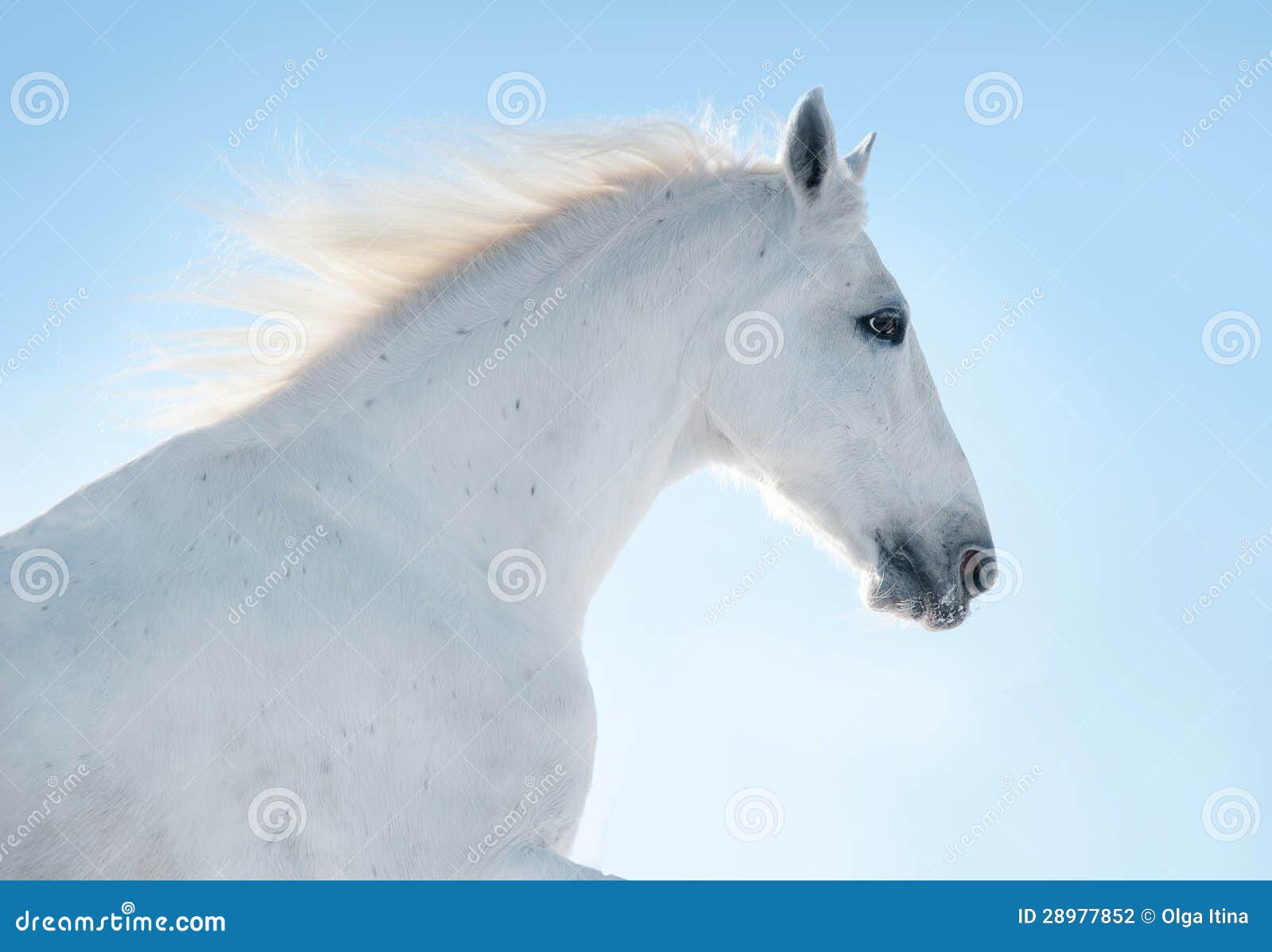 White horse in blue sky stock photo. Image of male, outstanding 28977852