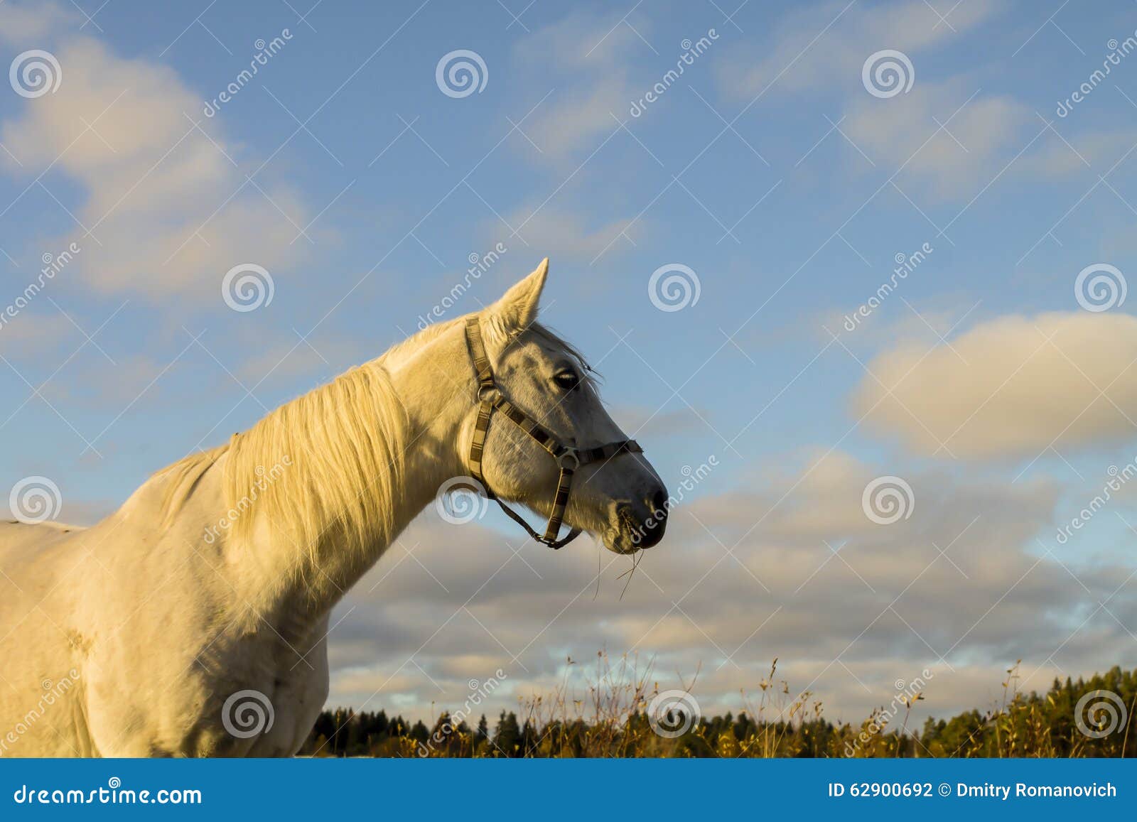 White Horse with Blue Sky on the Background Stock Photo Image of gray