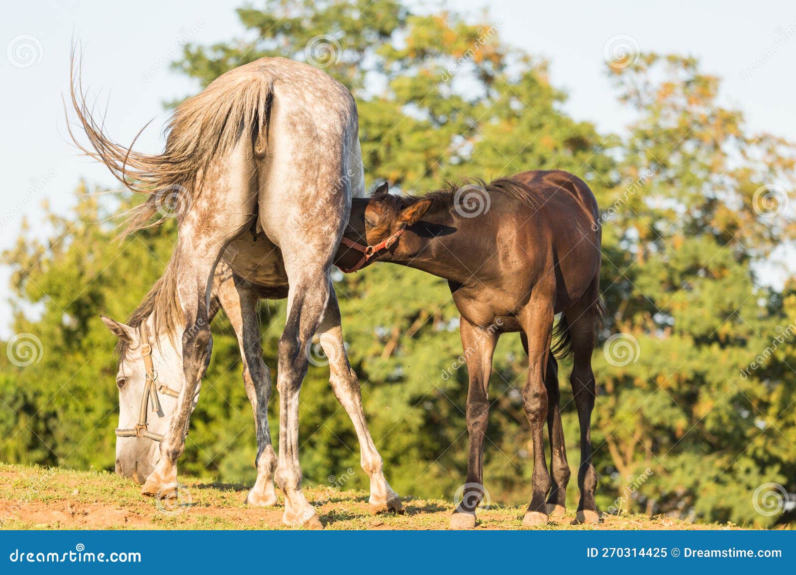 White Horse, Breeding Brown Foal, Animal in Nature Stock Image Image