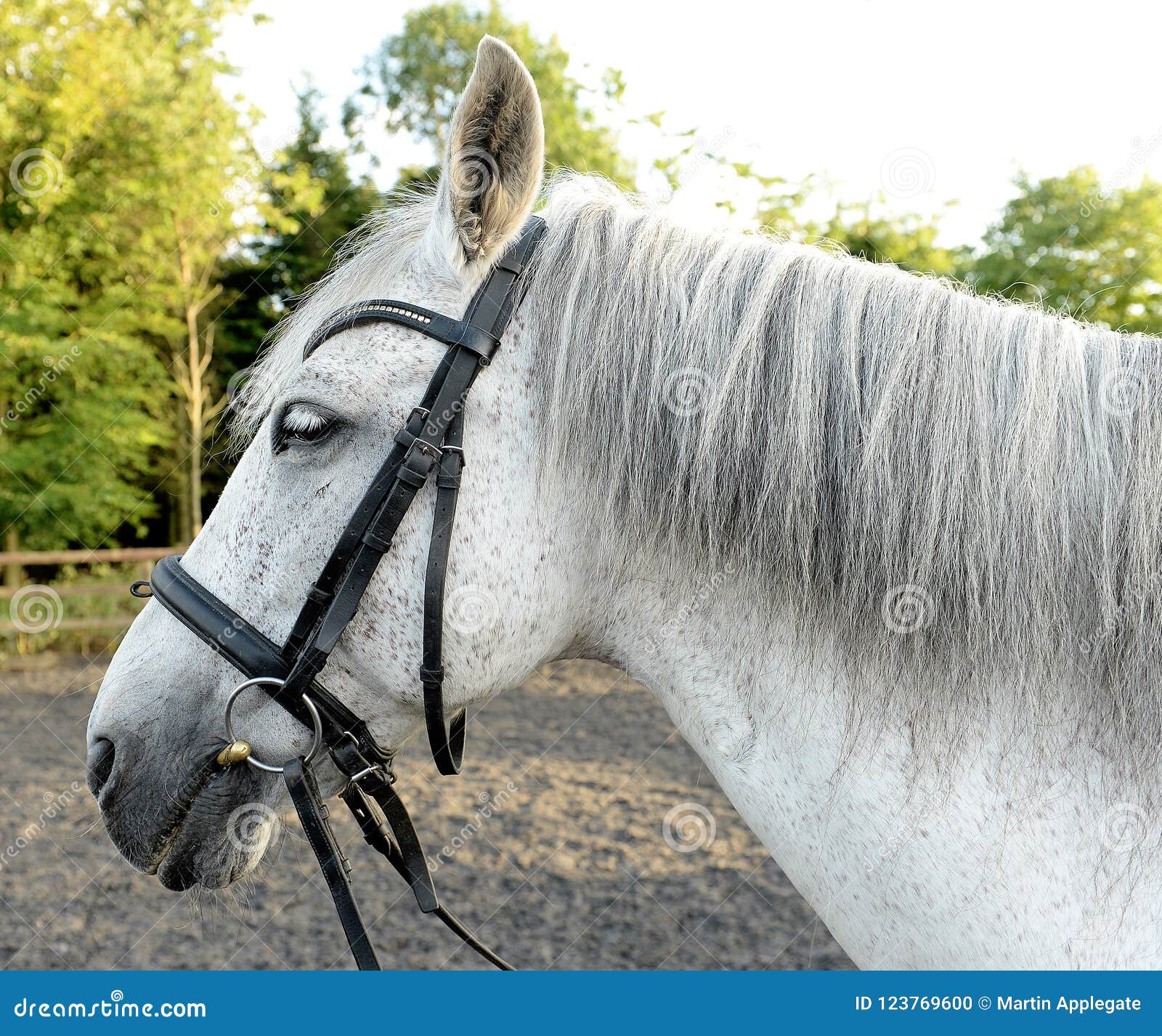 White horse with bridles stock photo. Image of head 123769600