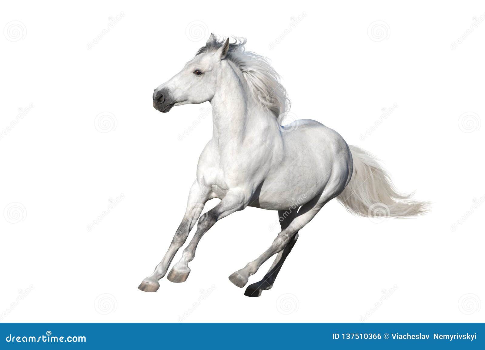 White horse cut out stock photo. Image of animal, card 137510366