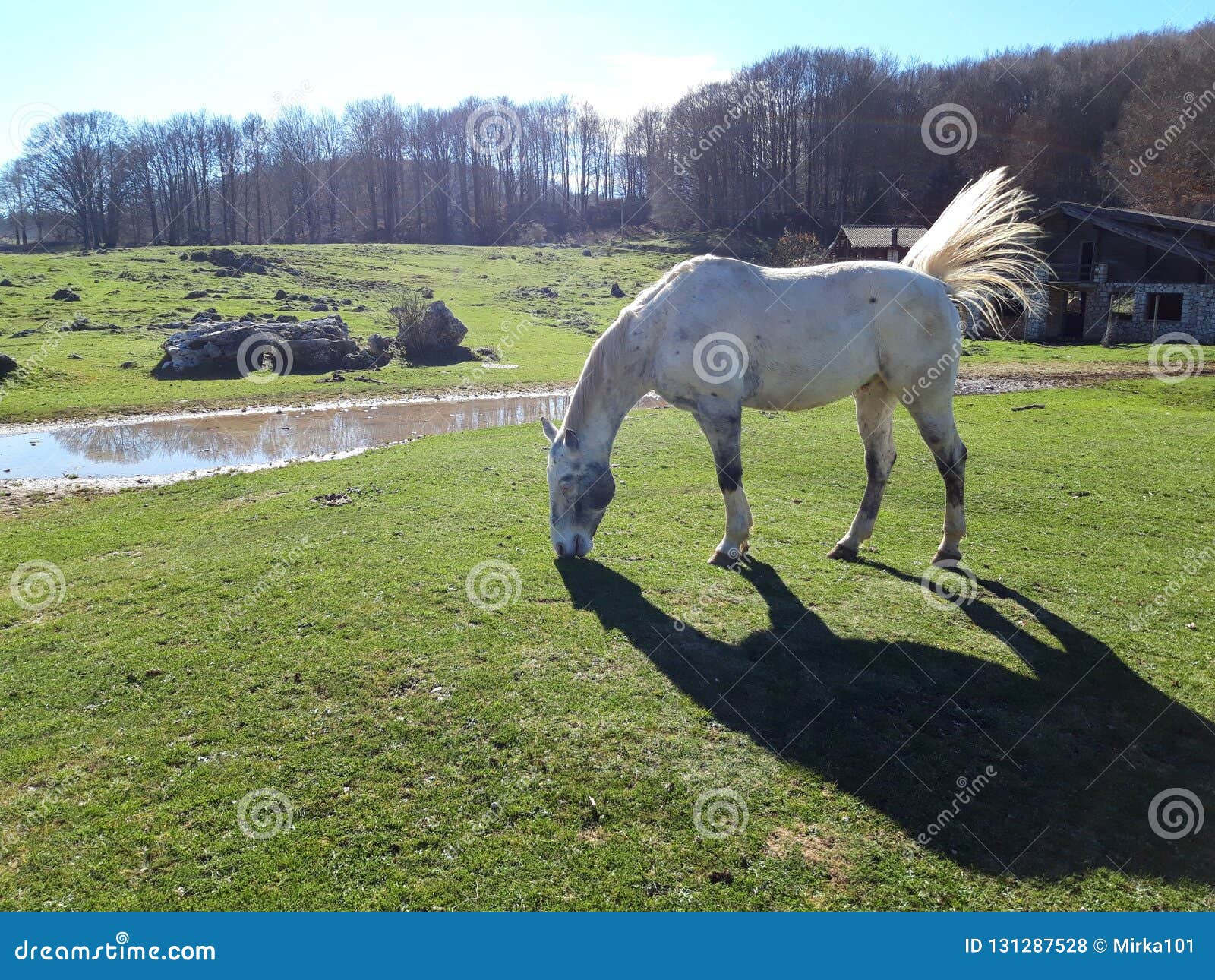 white horse in a bucolic landscape