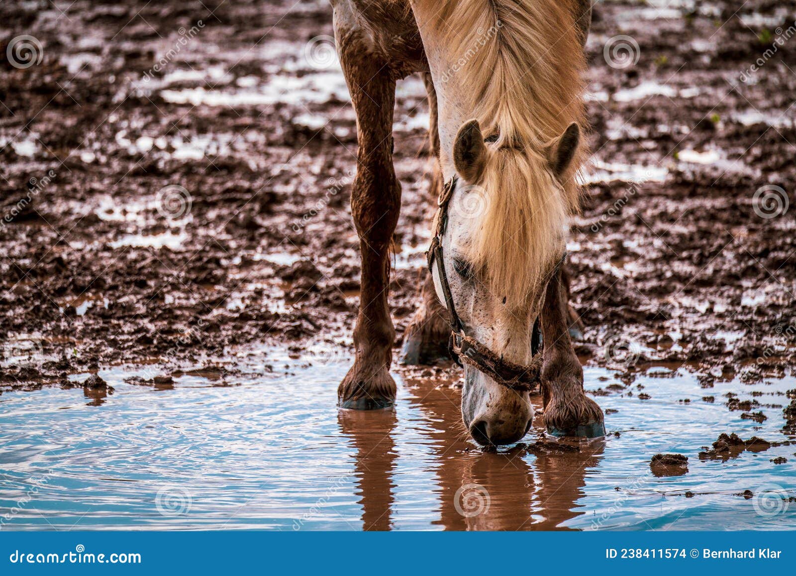 White Horse Drinks Rainwater from the Puddle. Stock Photo Image of