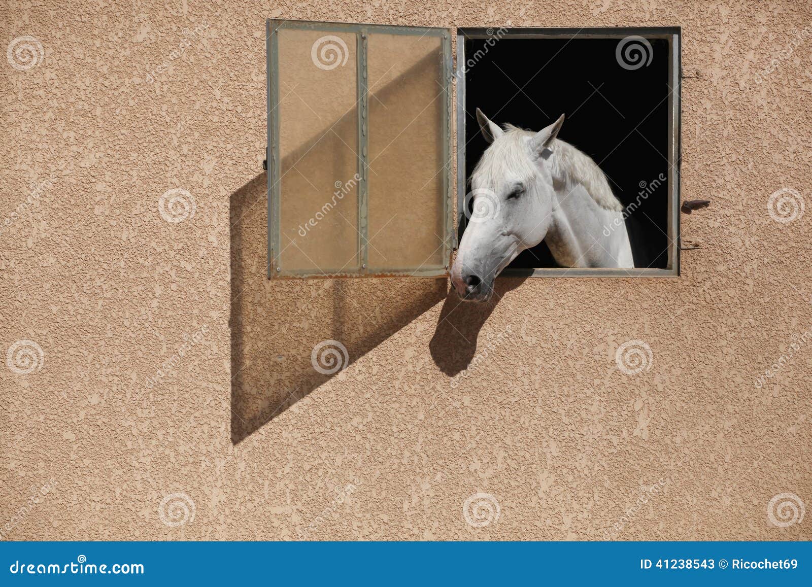 White horse stock image. Image of equestrian, horse, design 41238543