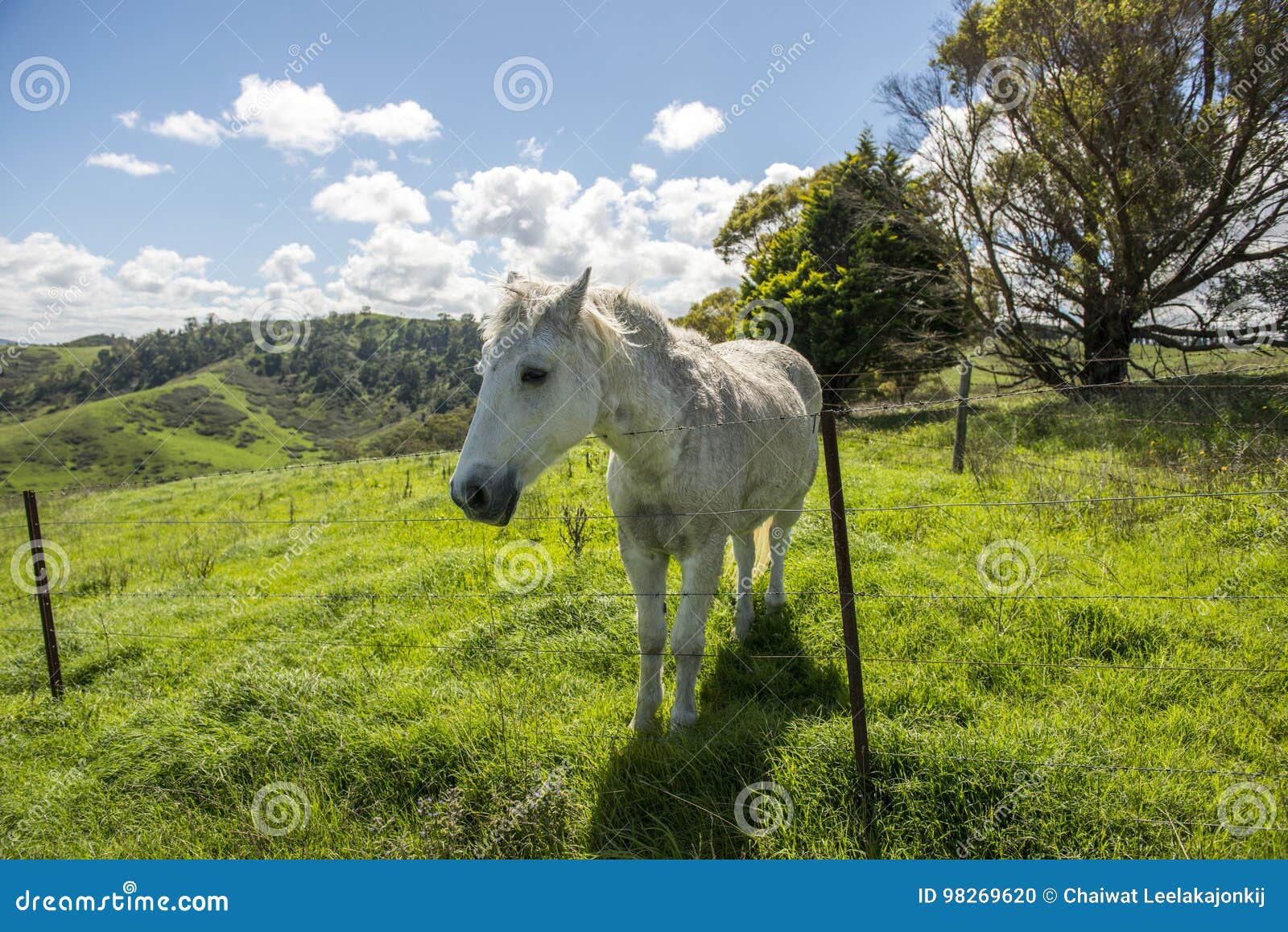 White horse in Farm stock photo. Image of cattle, regional 98269620