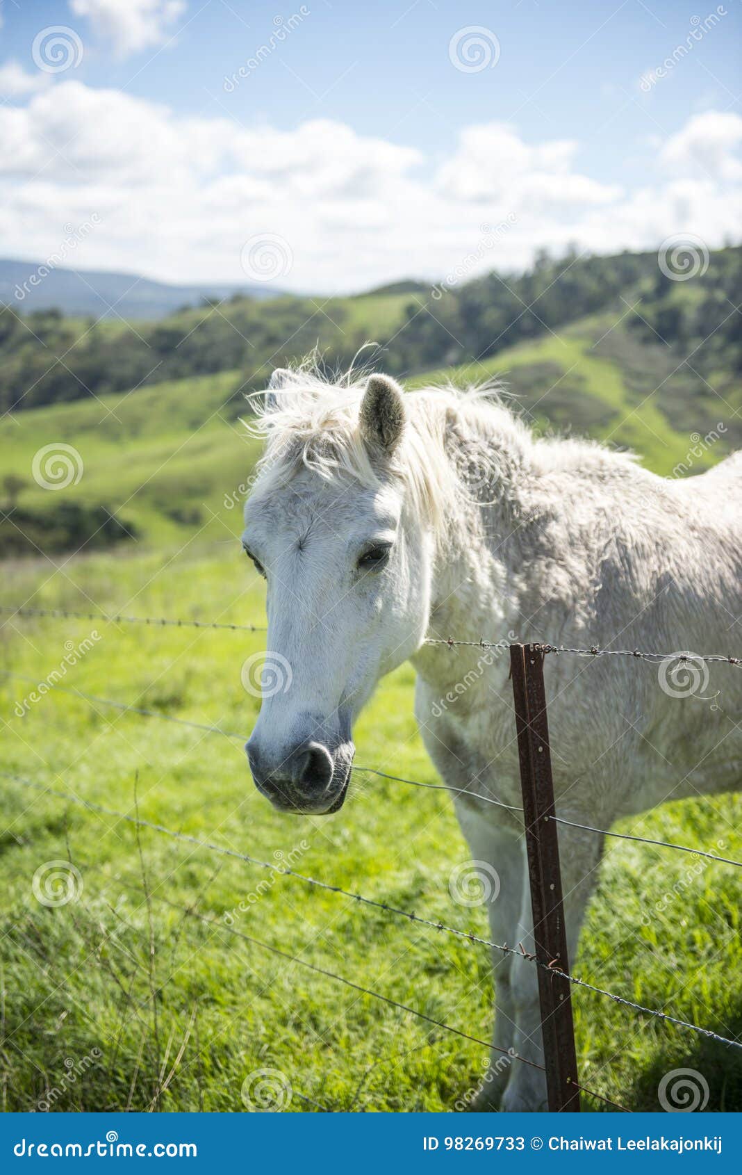 White horse in Farm stock image. Image of pasture, country 98269733