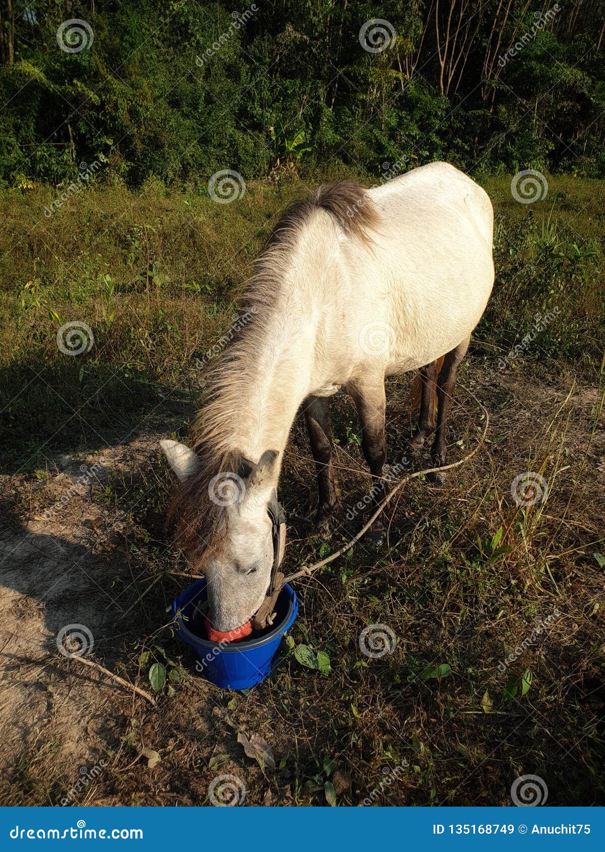 White horse stock image. Image of garden, park, drink 135168749
