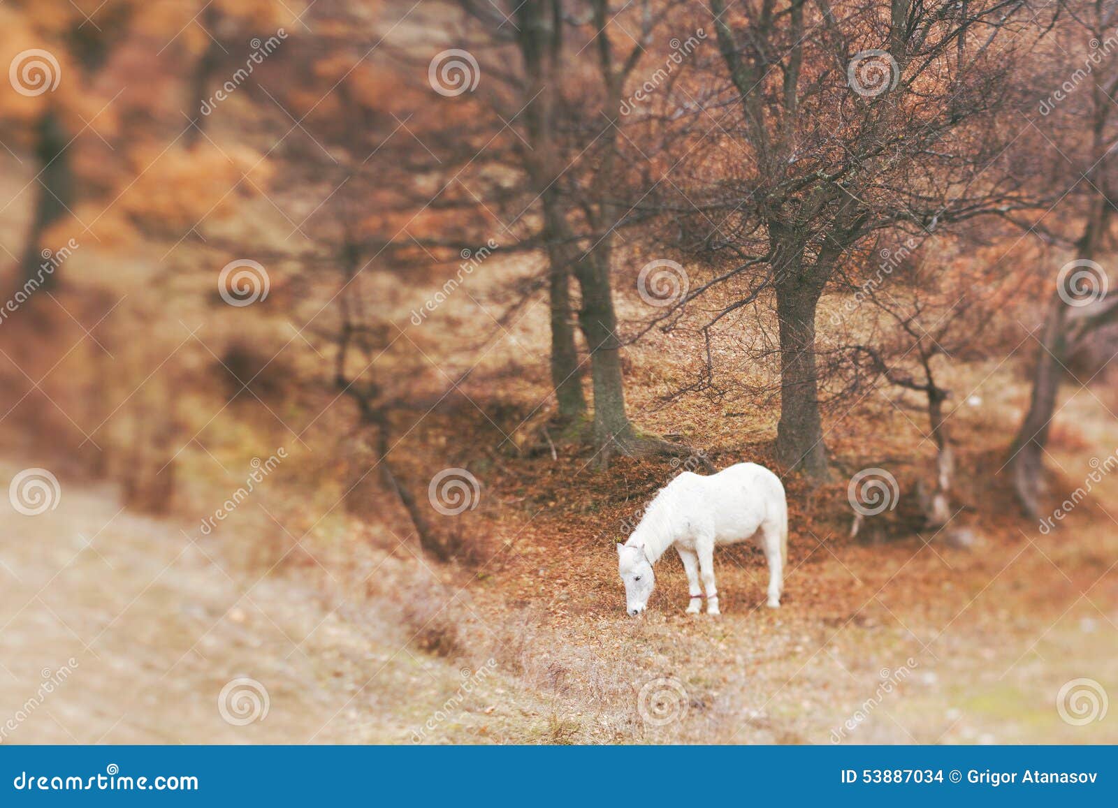 white horse grazing paddock