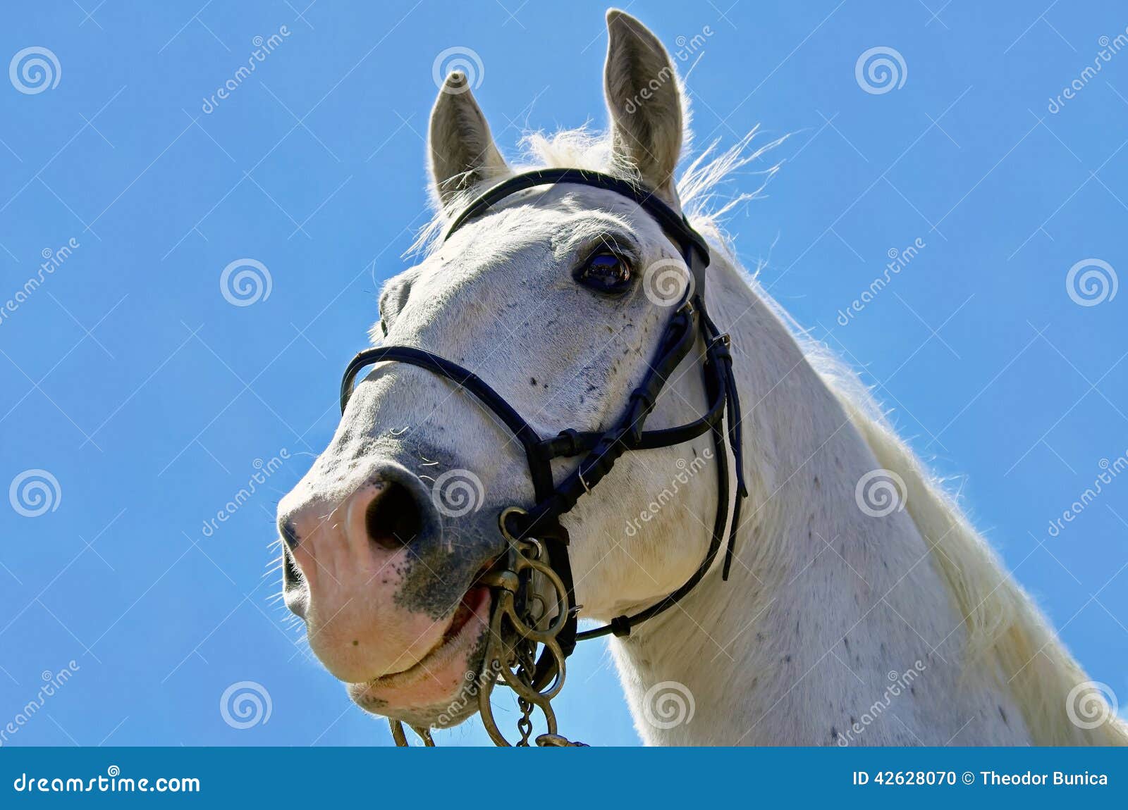White Horse. Blue Background Stock Photo Image of horse, detail 42628070