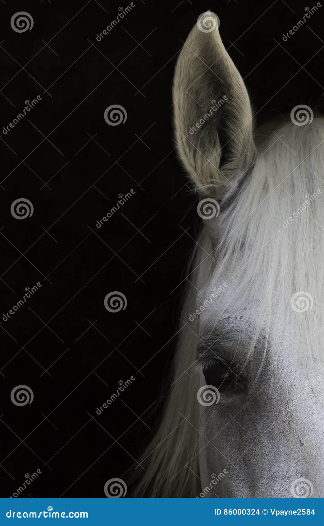 White Horse head stock photo. Image of detail, majestic 86000324