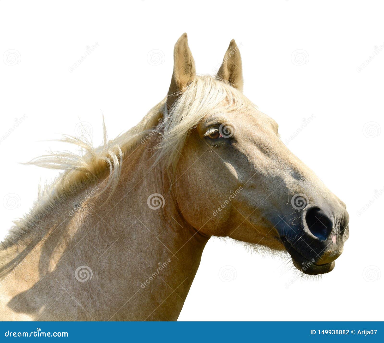 3,546 Profile Horse Face Stock Photos - Free & Royalty-Free Stock Photos  from Dreamstime