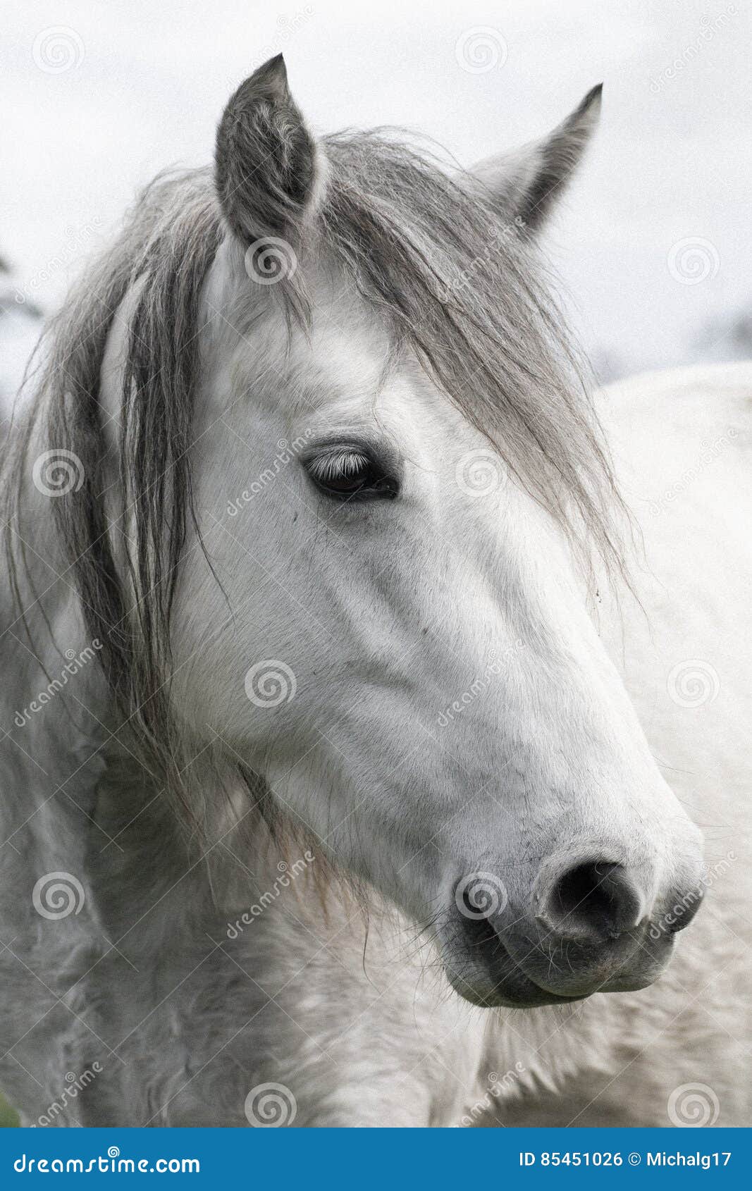 White Horse Head stock photo. Image of horses, animal 85451026