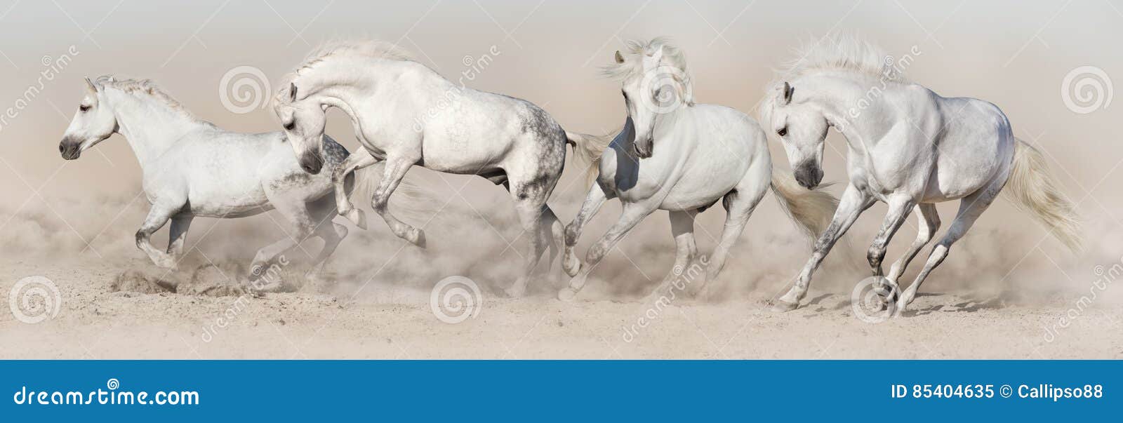 white horse herd run
