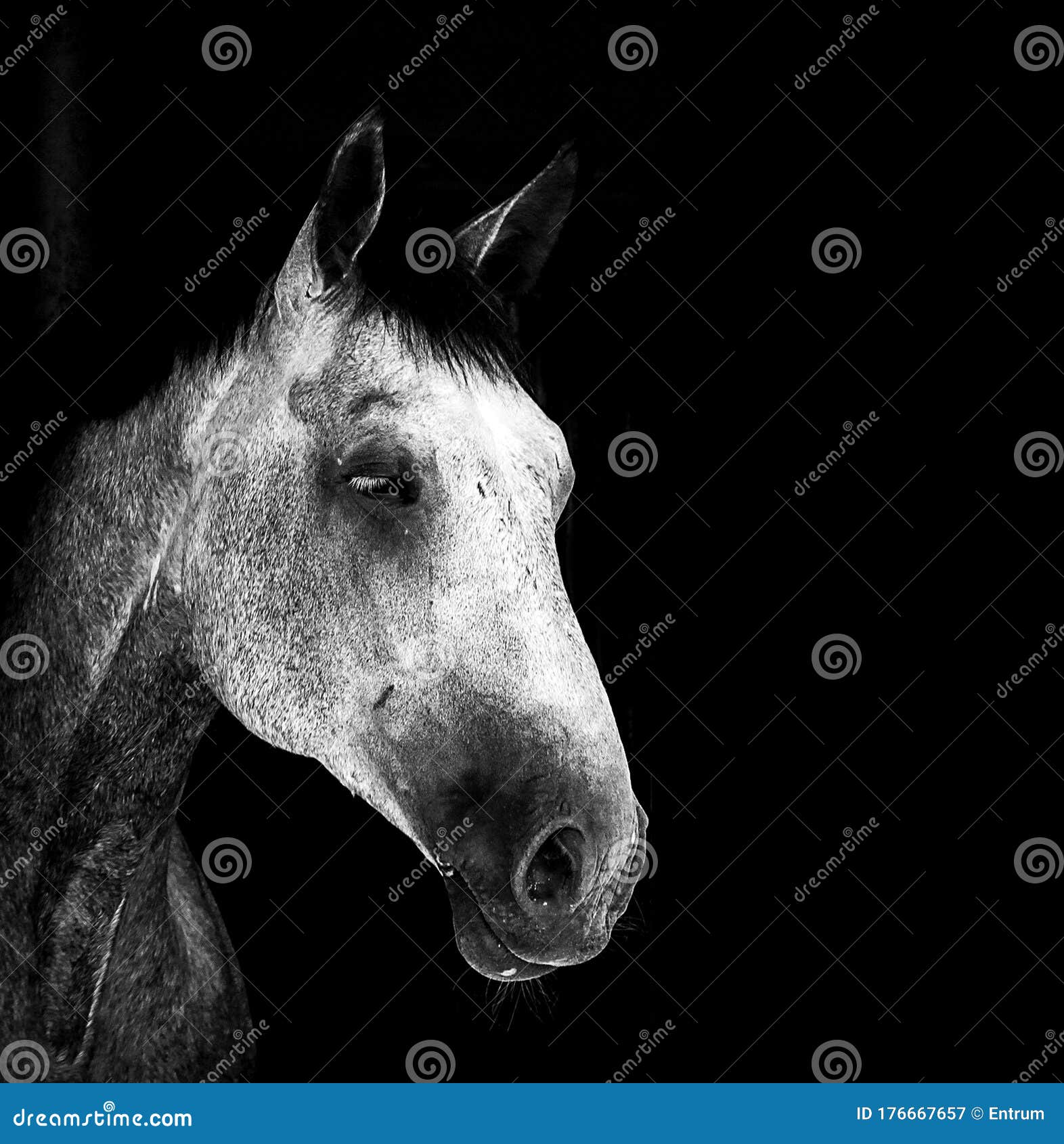 White Horse Isolated on Black Background Stock Image Image of
