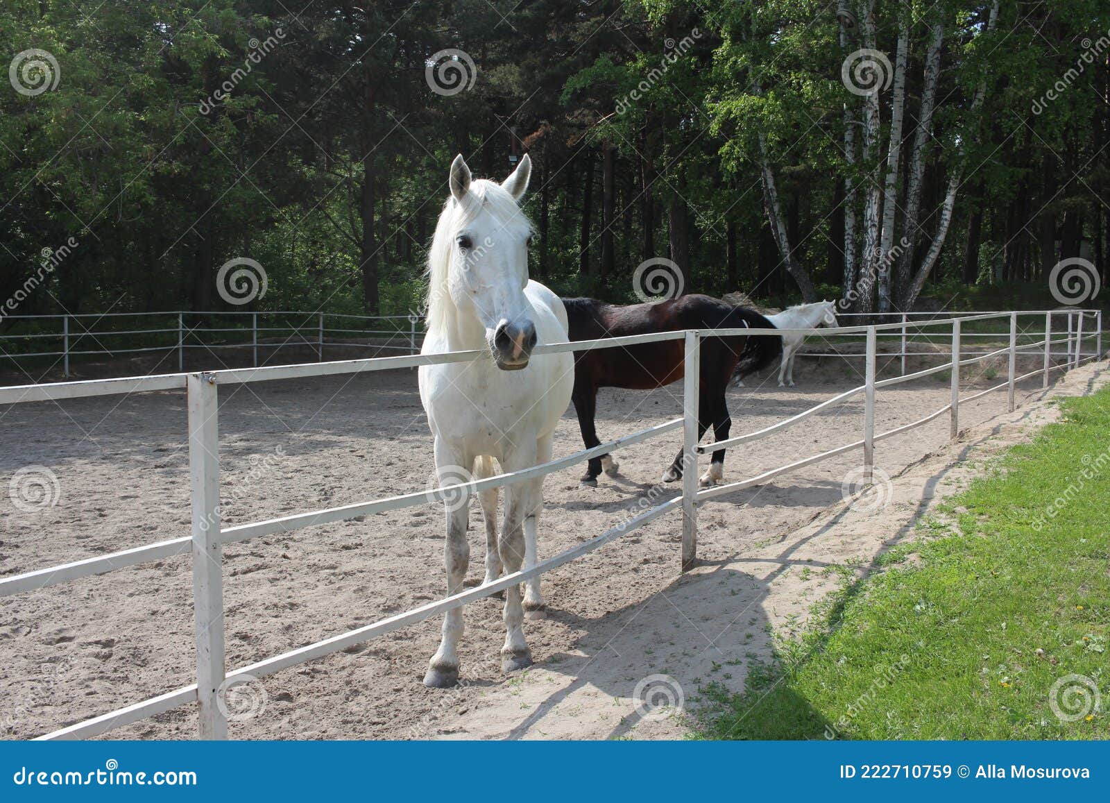 A White Horse in Levada Walks on a Farm in the Summer for a Walk Stock