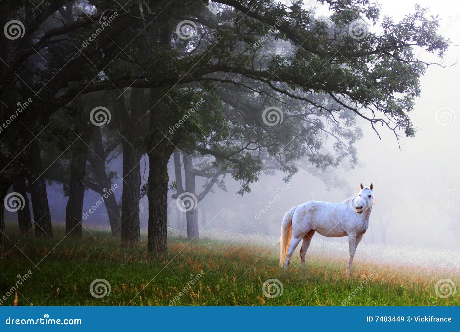 White Horse in the Mist stock image. Image of mare, breed 7403449