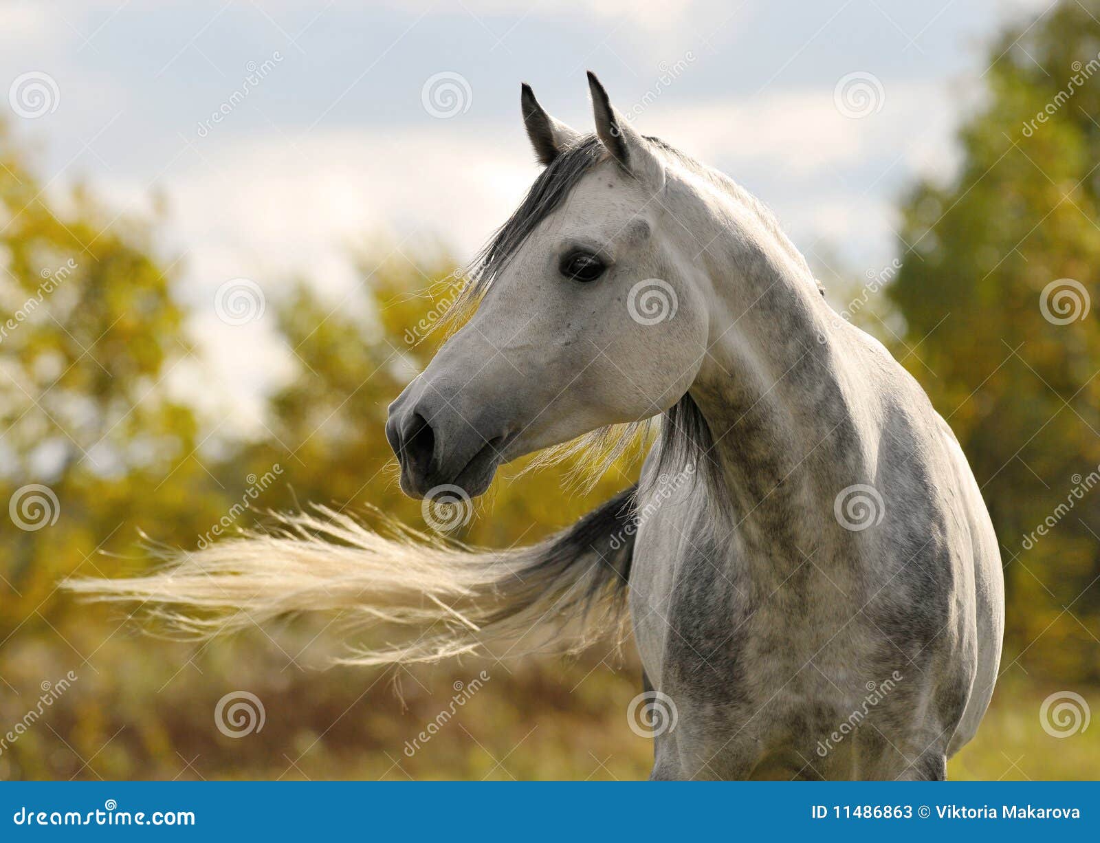 White horse move hair stock image. Image of grass, silver ...