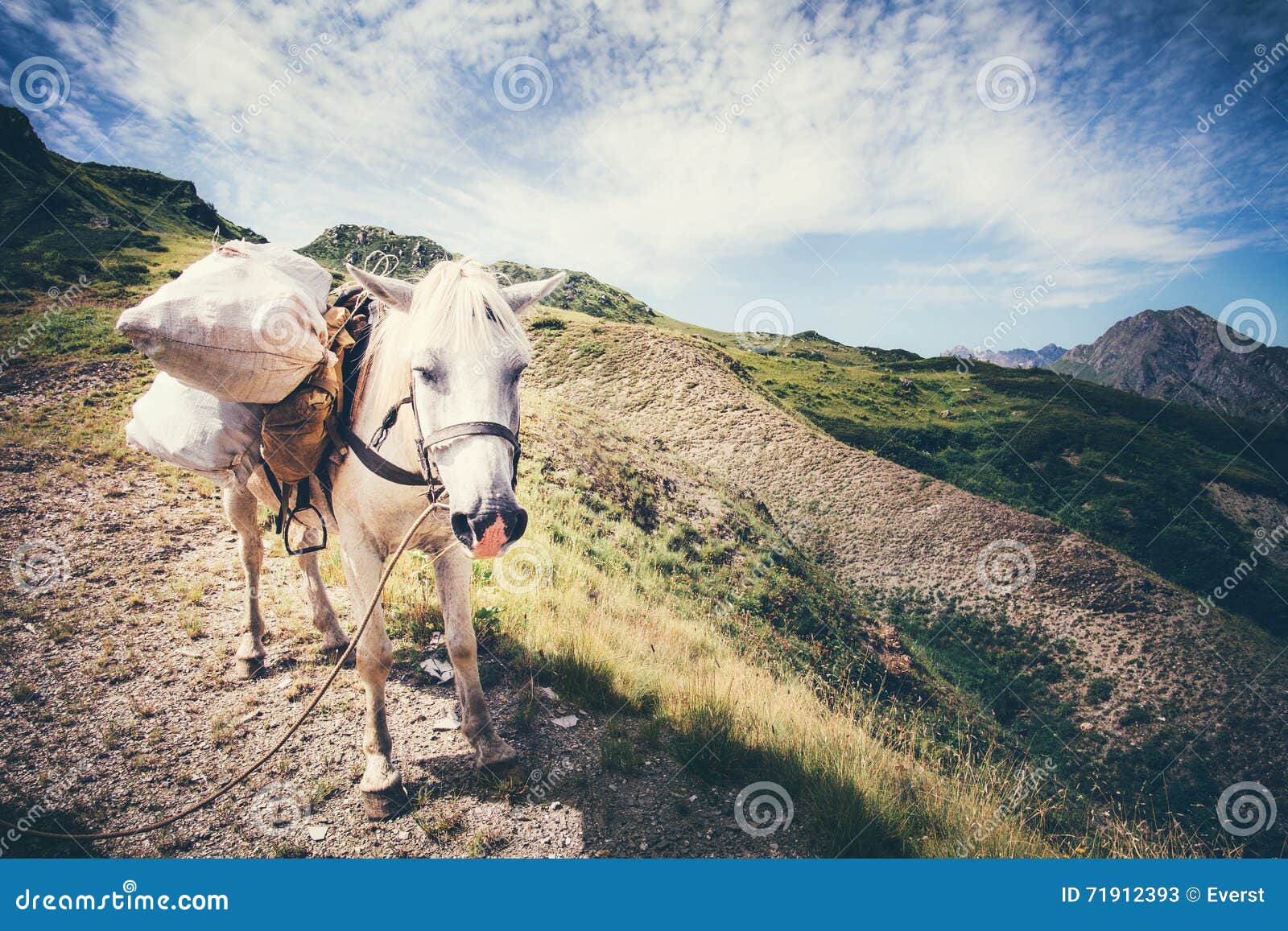 White Horse pack Animal stock image. Image of equine 71912393